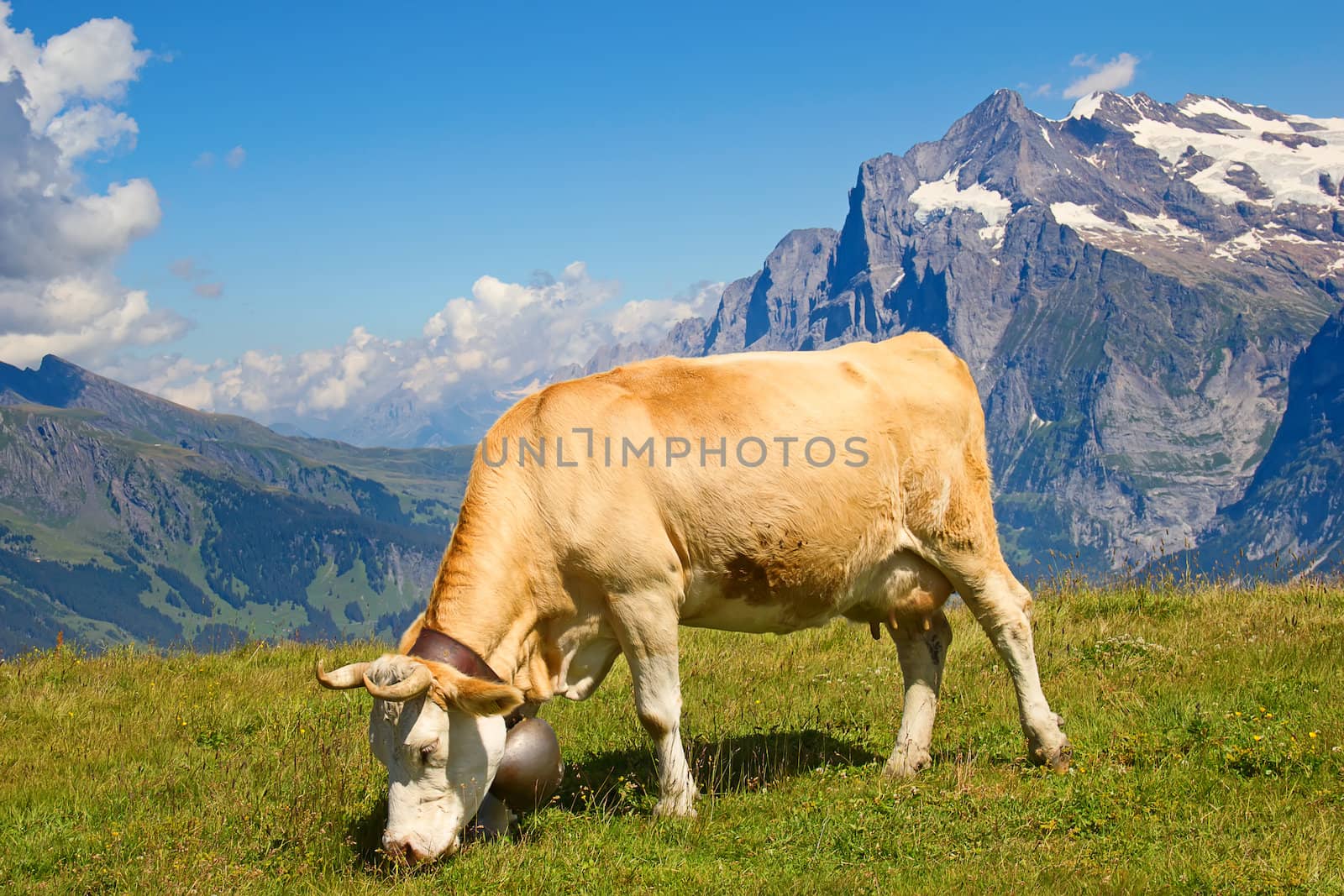 Swiss cow in the alps