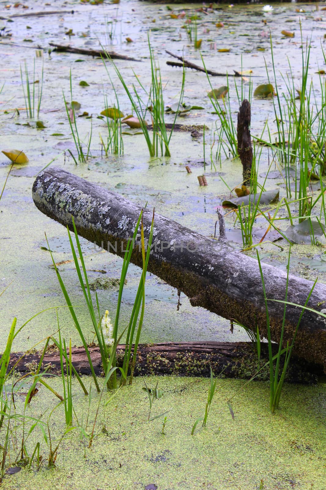 A cut fallen log lays in a swampy bog in Lapeer, Michigan.