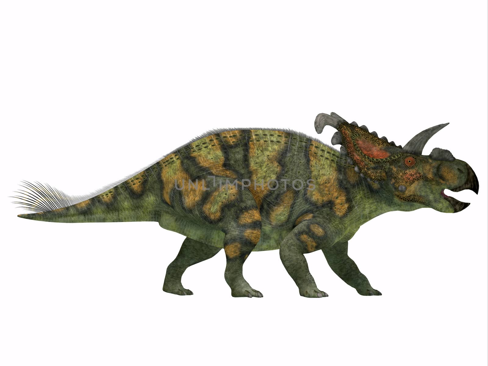 Albertaceratops on White by Catmando