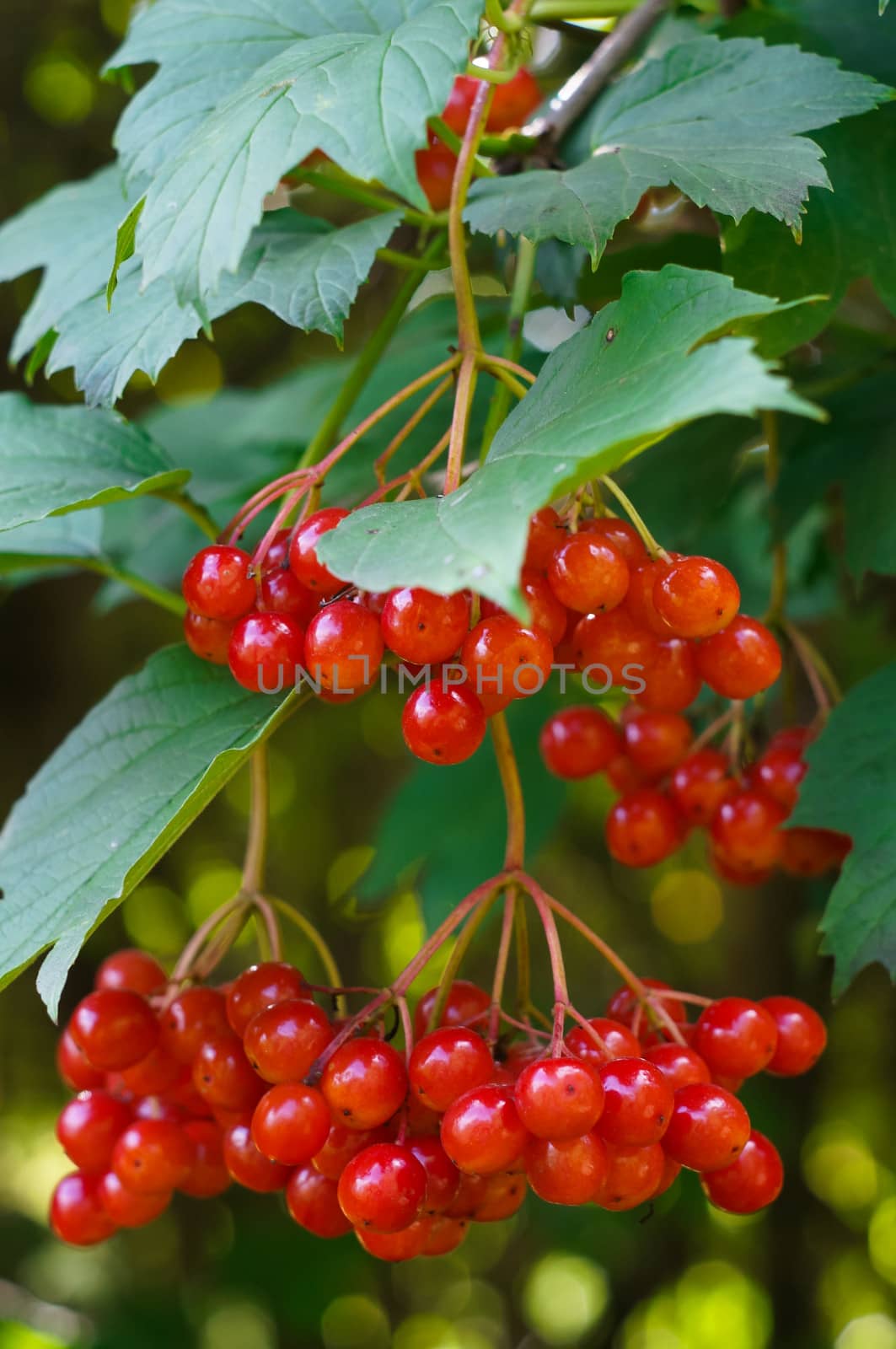 A branch of red viburnum