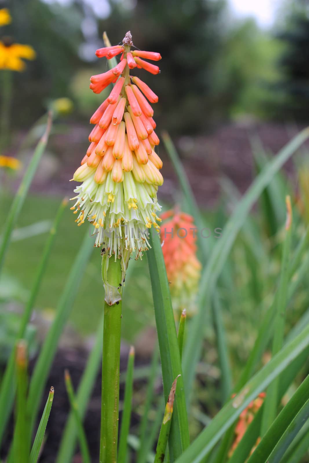 In spring and summer the Torch Lily plant sends up 3 to 5 feet spikes of brilliantly colored flowers that are a focal point in any garden.