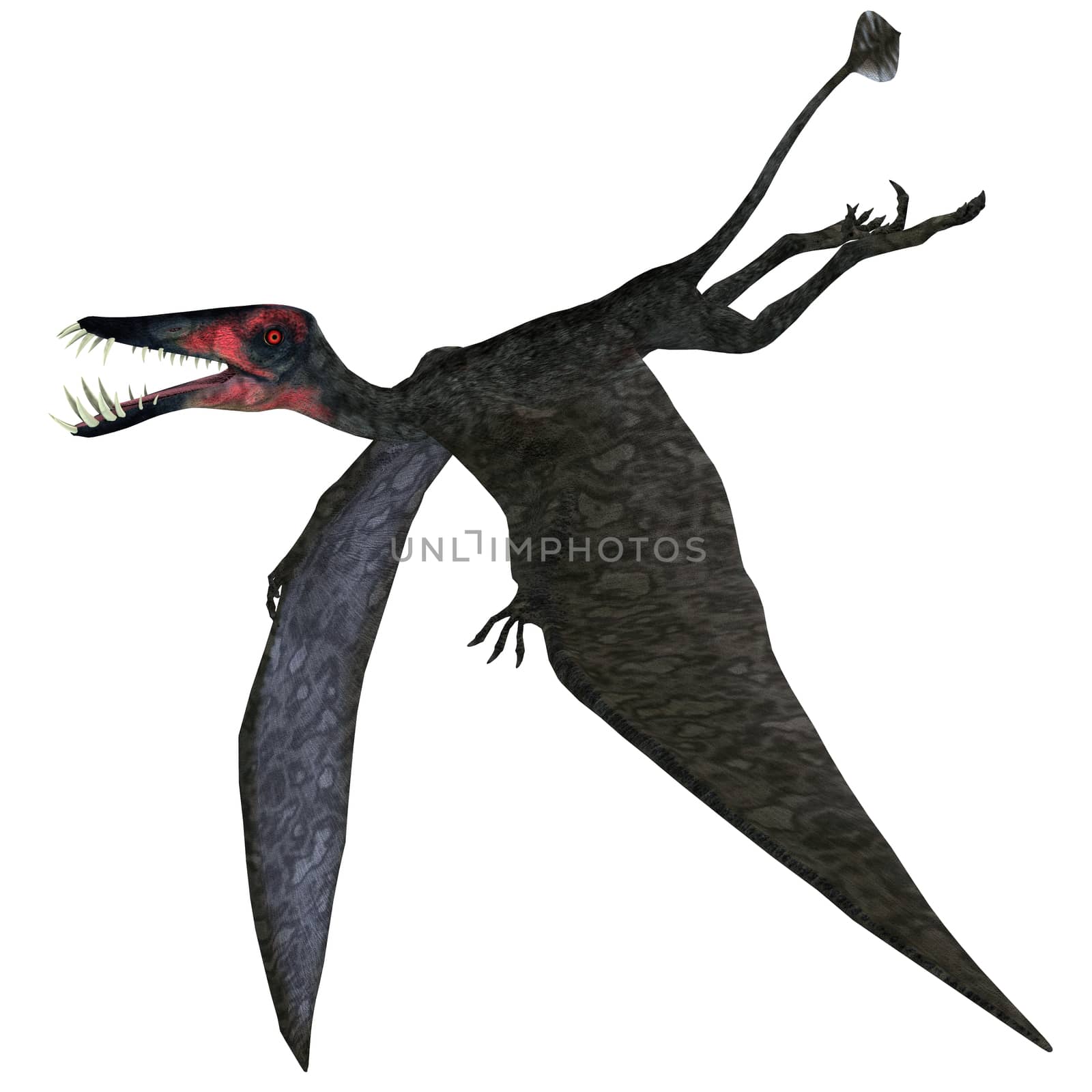 Dorygnathus Pterosaur on White by Catmando