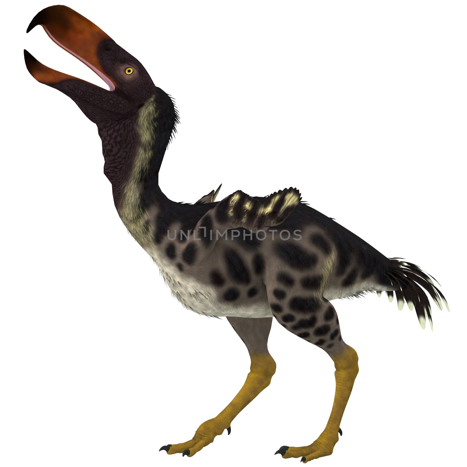 Kelenken is an extinct genus of giant flightless predatory birds that are called "terror birds" from the Miocene Era.