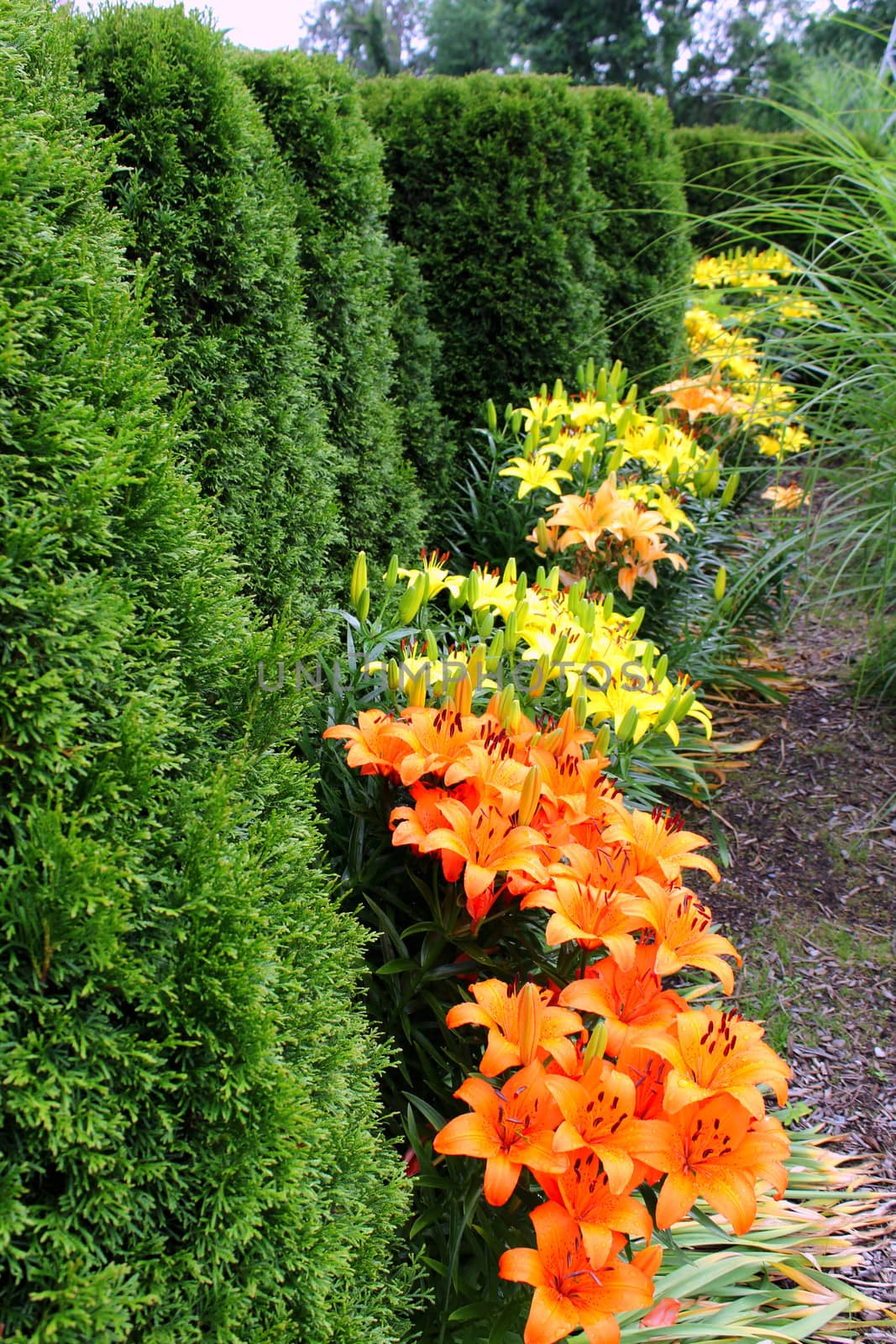 A row of evergreen shrubs with yellow, orange Lily flowers at their feet.