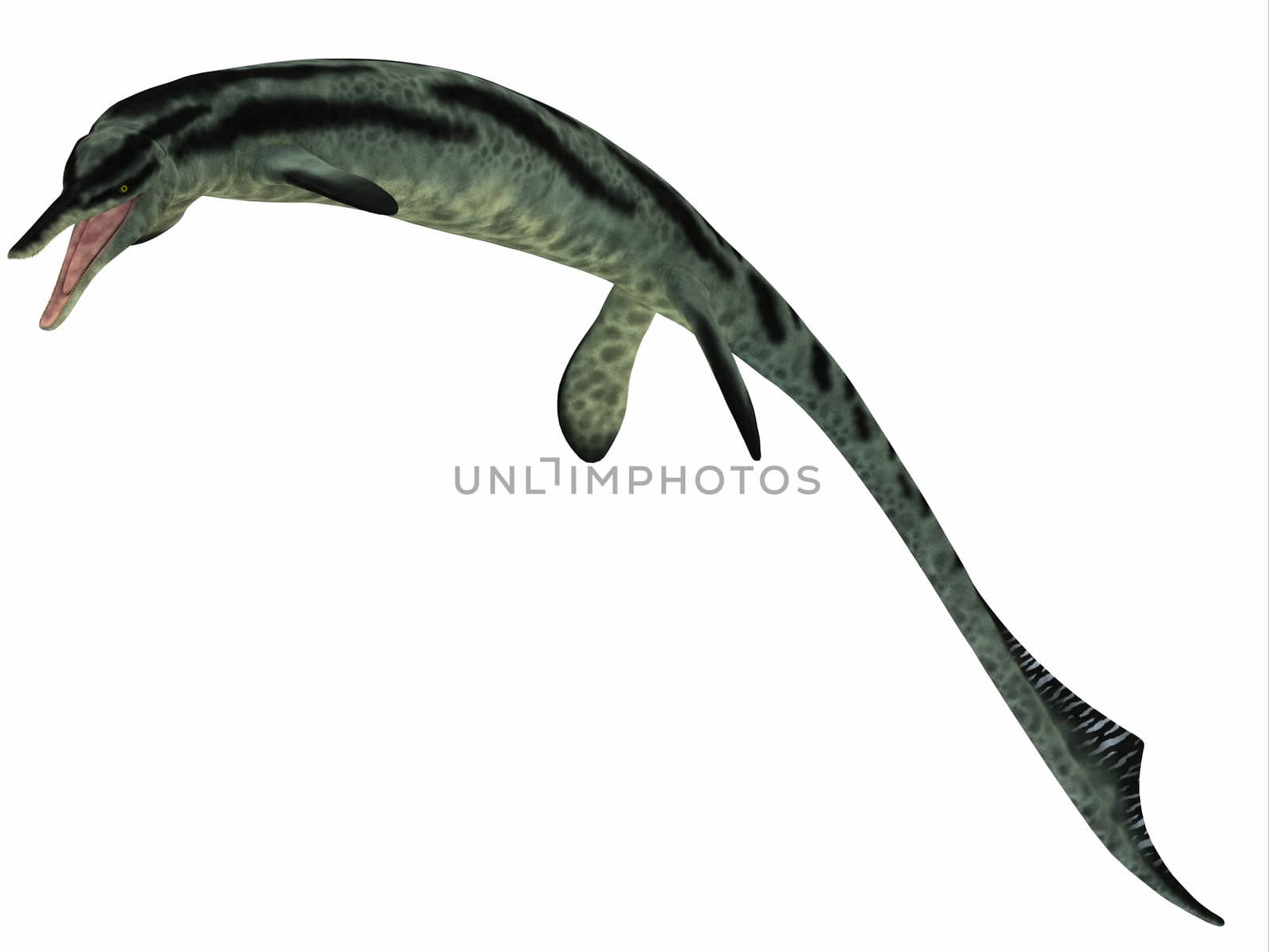 Cymbospondylus is an early ichthyosaur that lived between the Middle and Late Triassic Period.