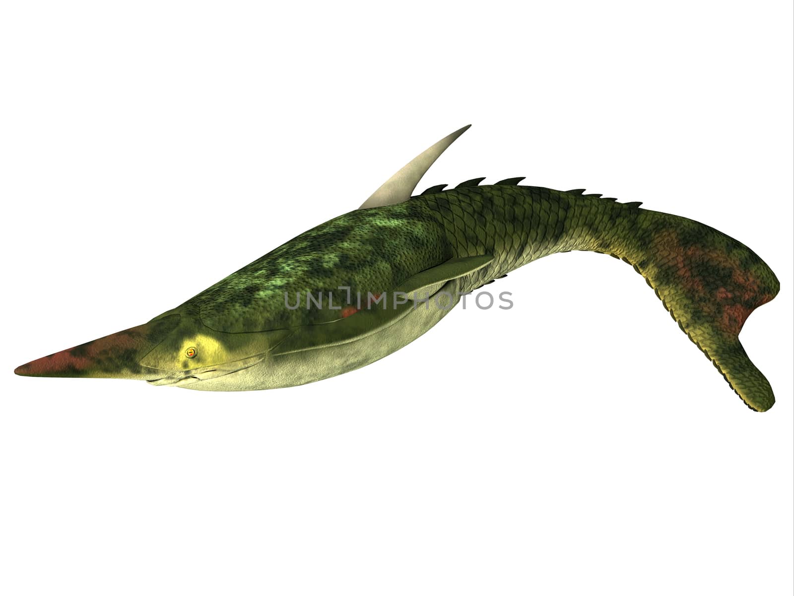Pteraspis is an extinct genus of jawless fish that lived in the Devonian Period.