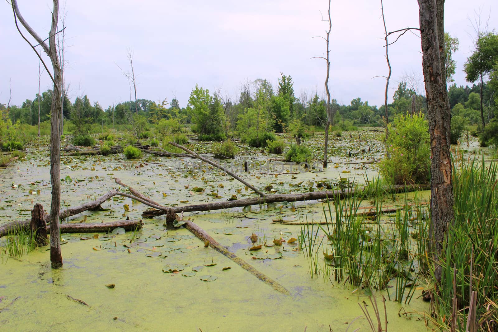 This is a Michigan swamp near Lapeer which is visited by Canadian geese, deer, muskrat, and turtles.