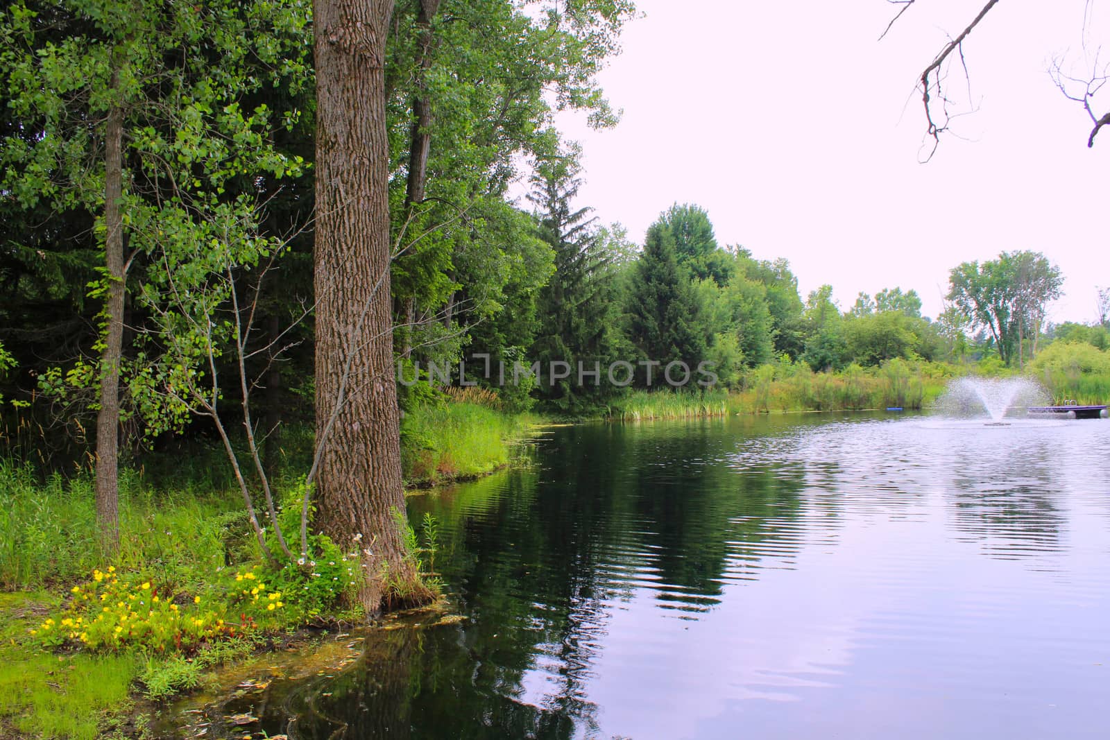 A pond is a body of standing water, either natural or man-made, that is usually smaller than a lake. This particular one is a naturally occuring fed by an underground spring.