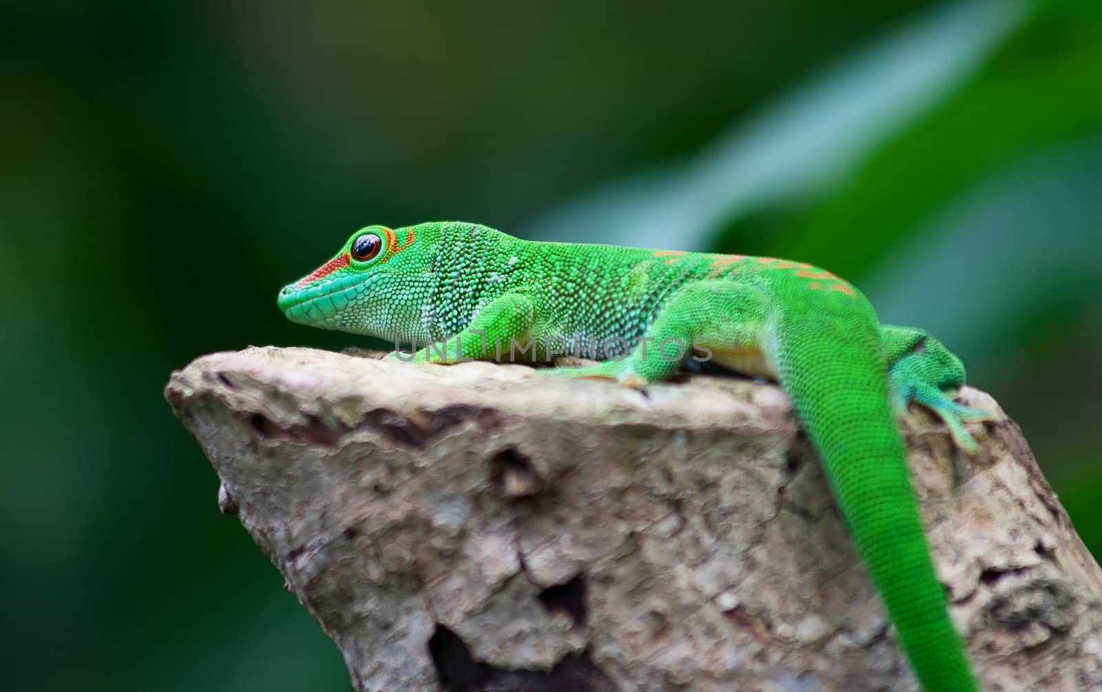 Green gecko on the tree