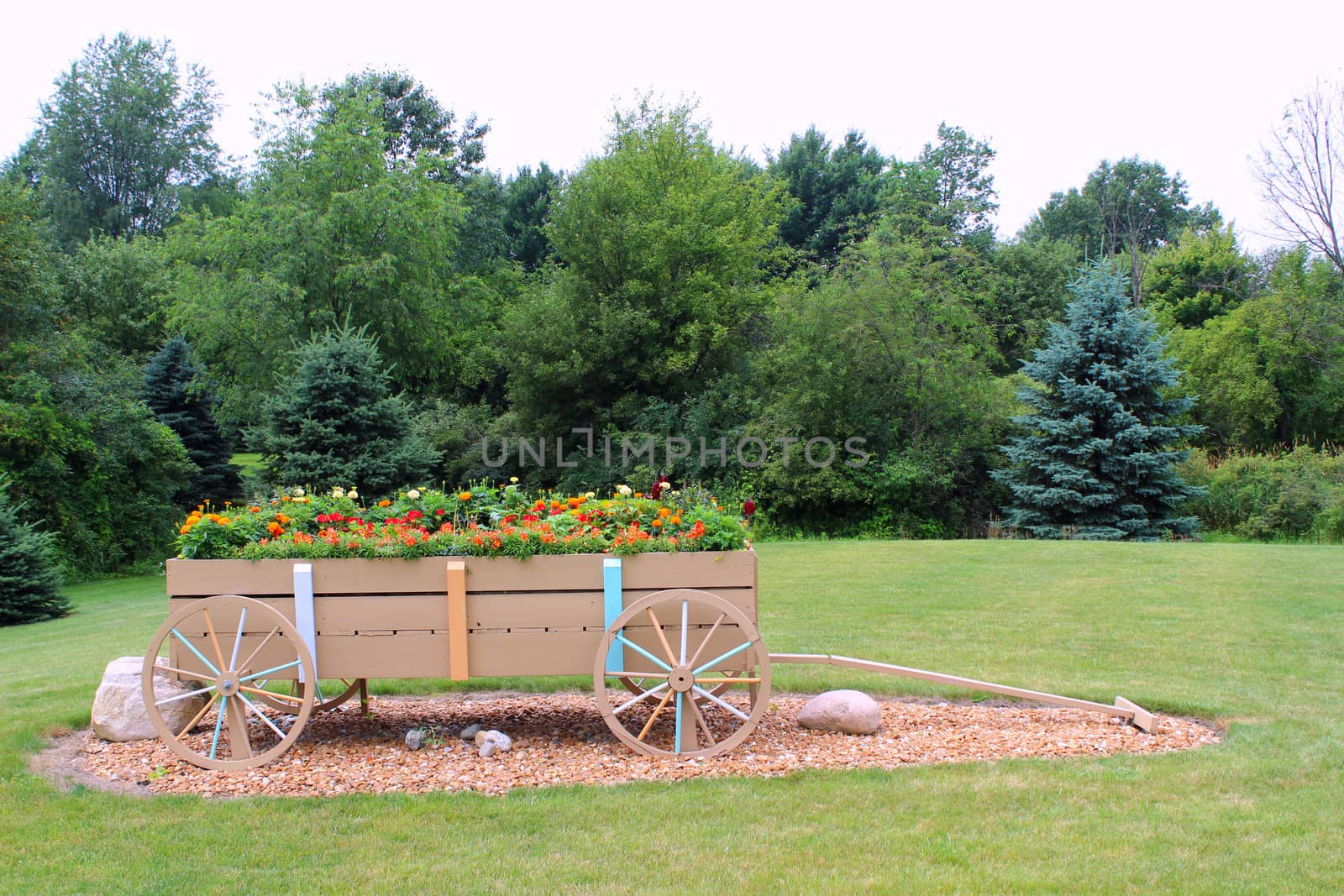 A wagon filled with flowers makes a nice addition to a garden area bordered by evergreen trees.
