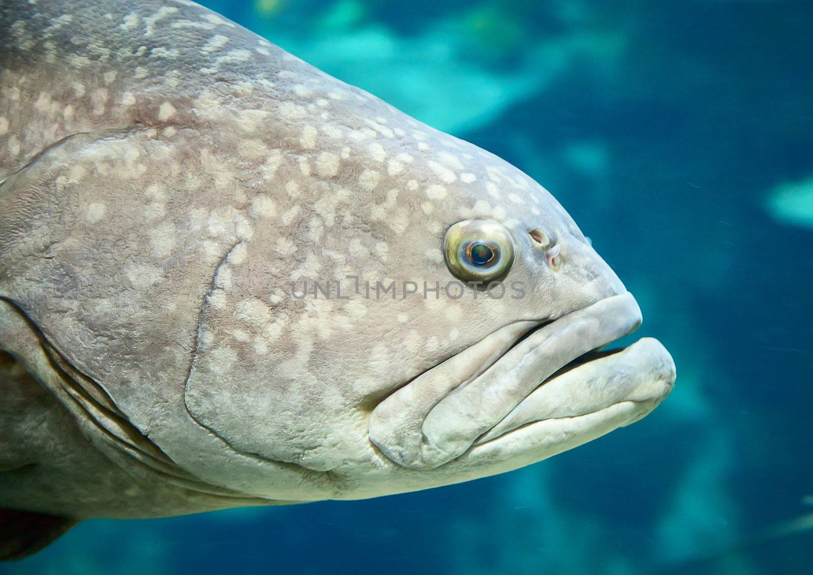 Giant grouper by swisshippo