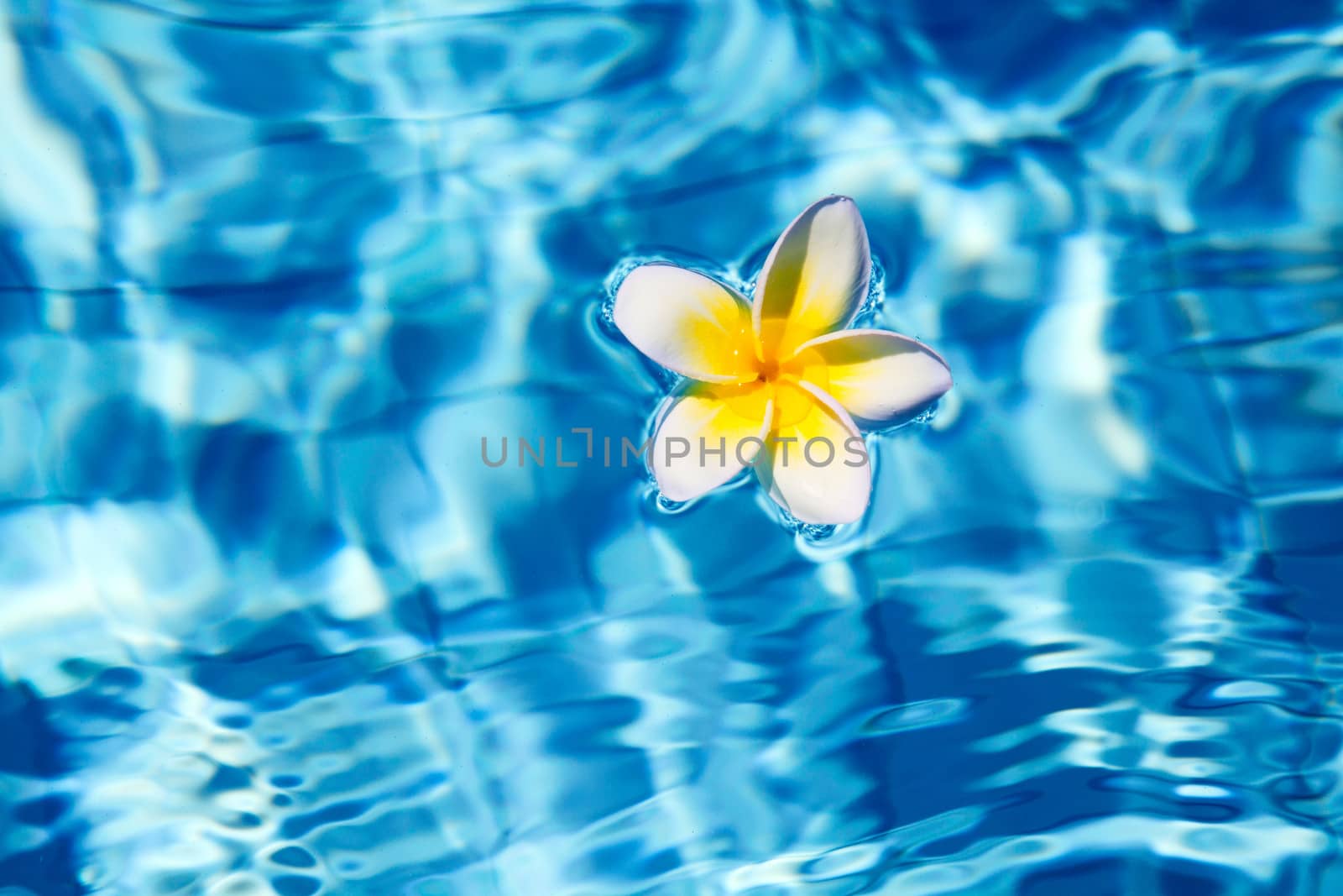 Tropical frangipani flower floating in blue water 