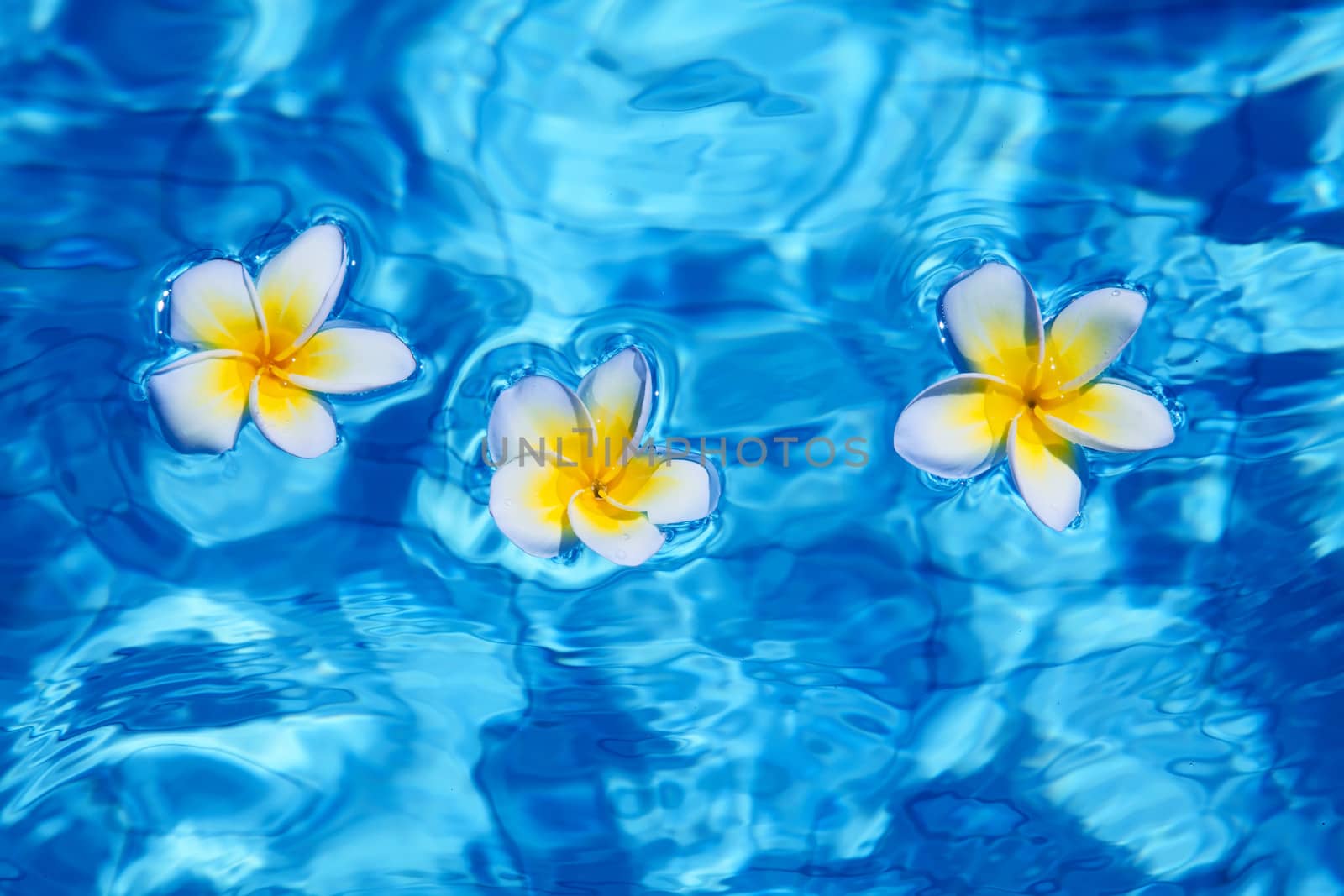 Flower in blue water by swisshippo