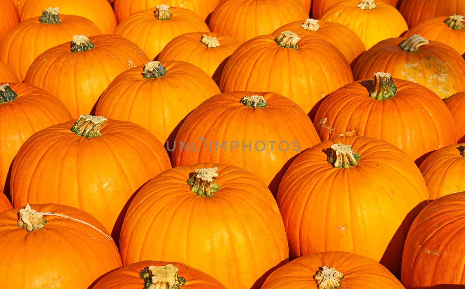 Colorful pumpkins collection on the autumn market