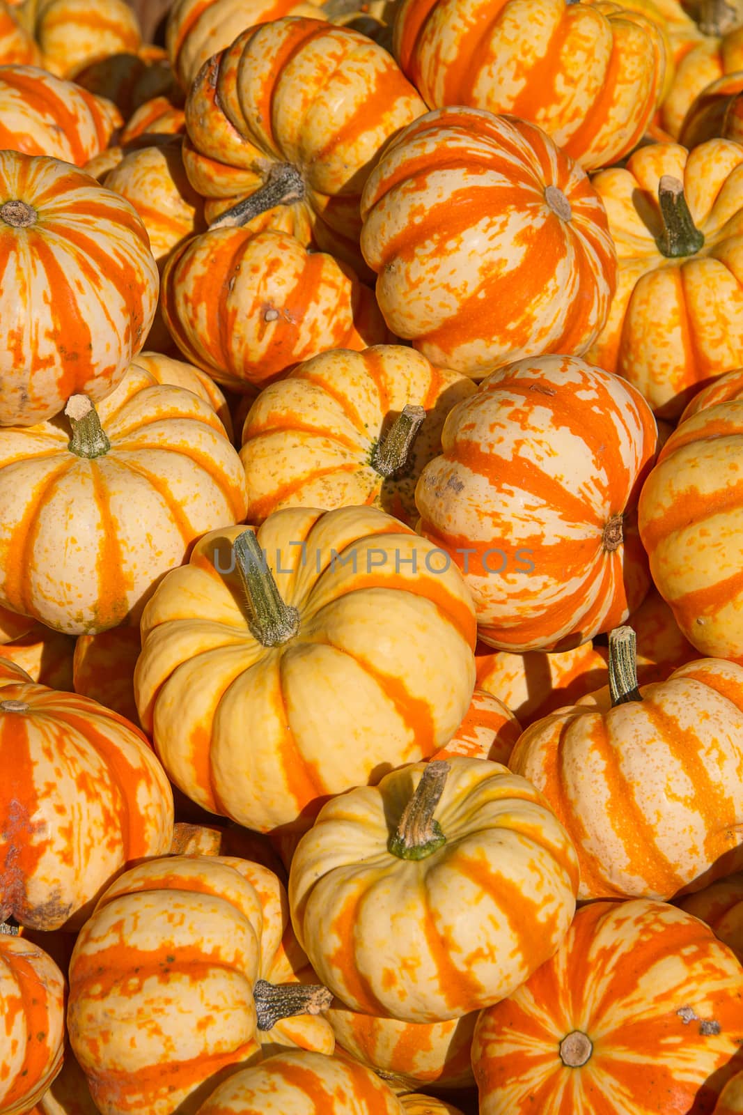 Colorful pumpkins collection on the autumn market