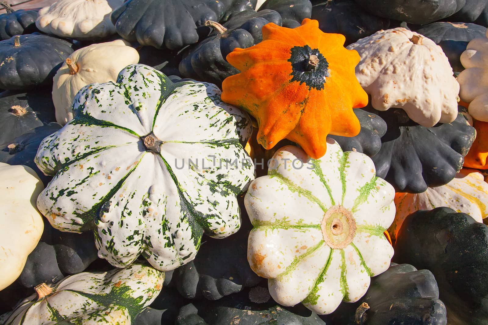 Colorful pumpkins collection on the autumn market