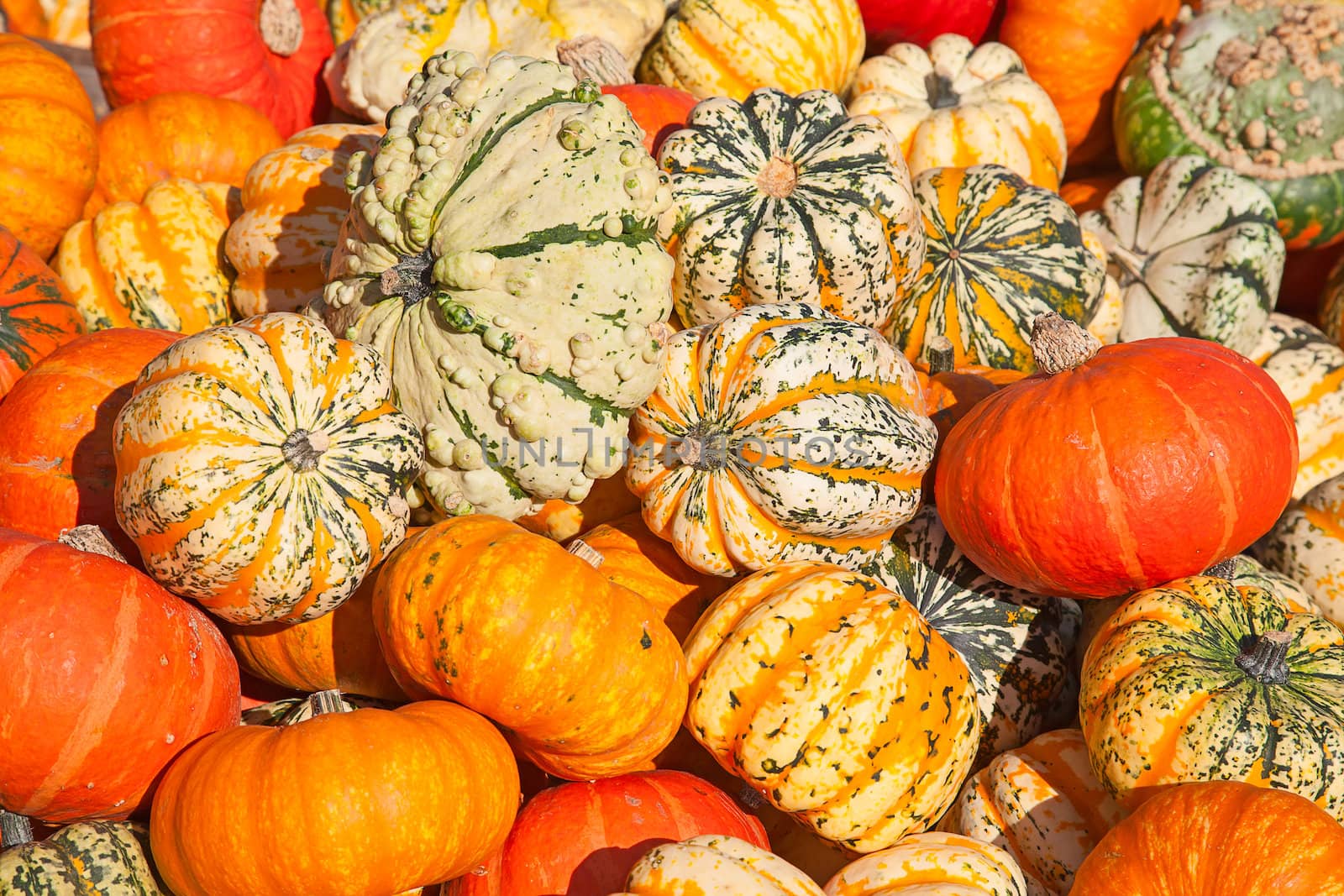 Colorful pumpkins collection on the autumn market