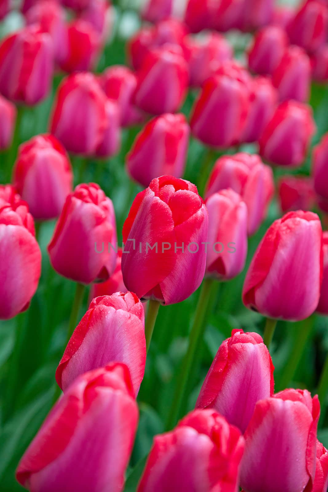 Fresh blooming tulips in the spring garden