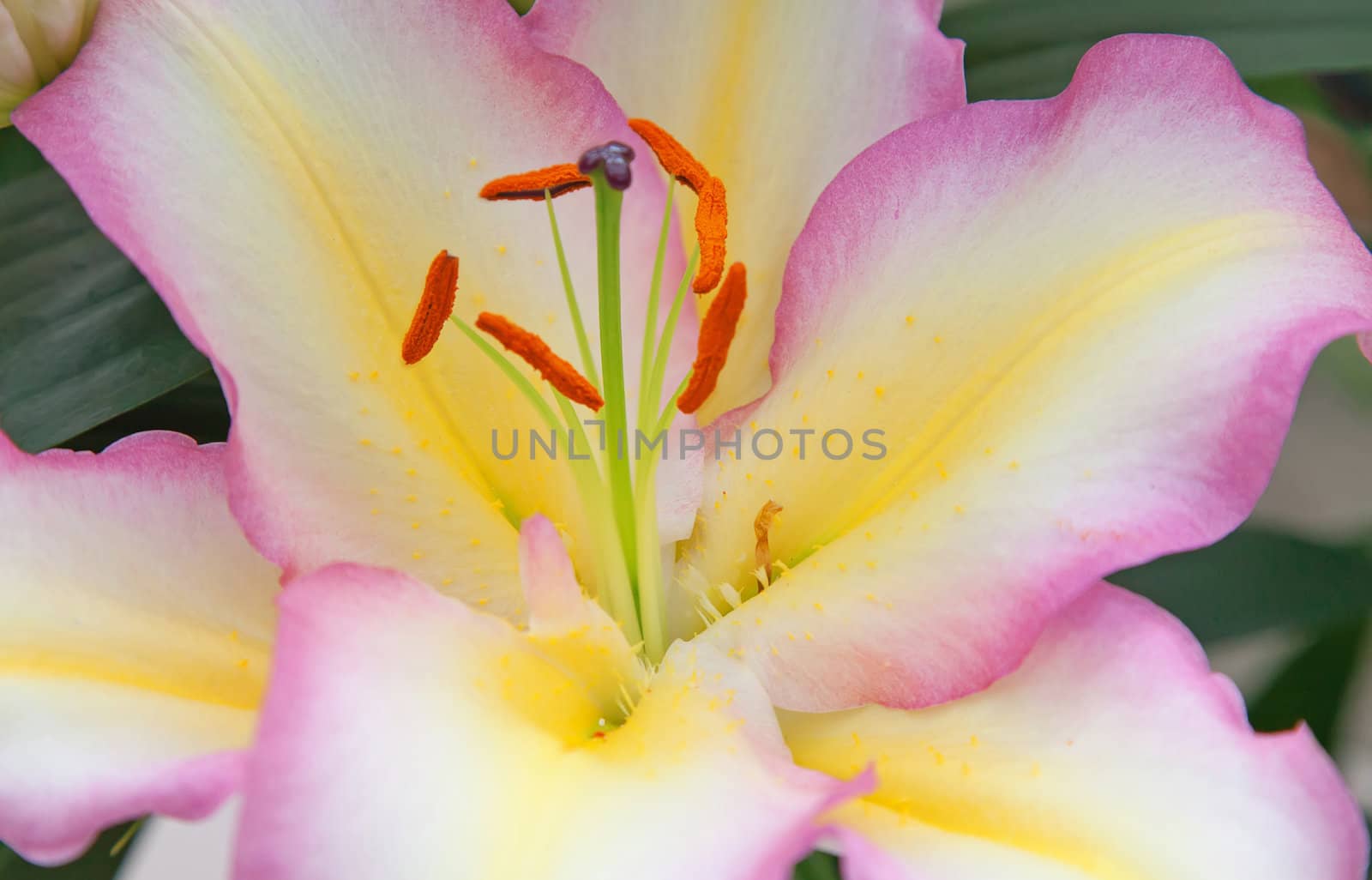 Blossoming lilies in the garden