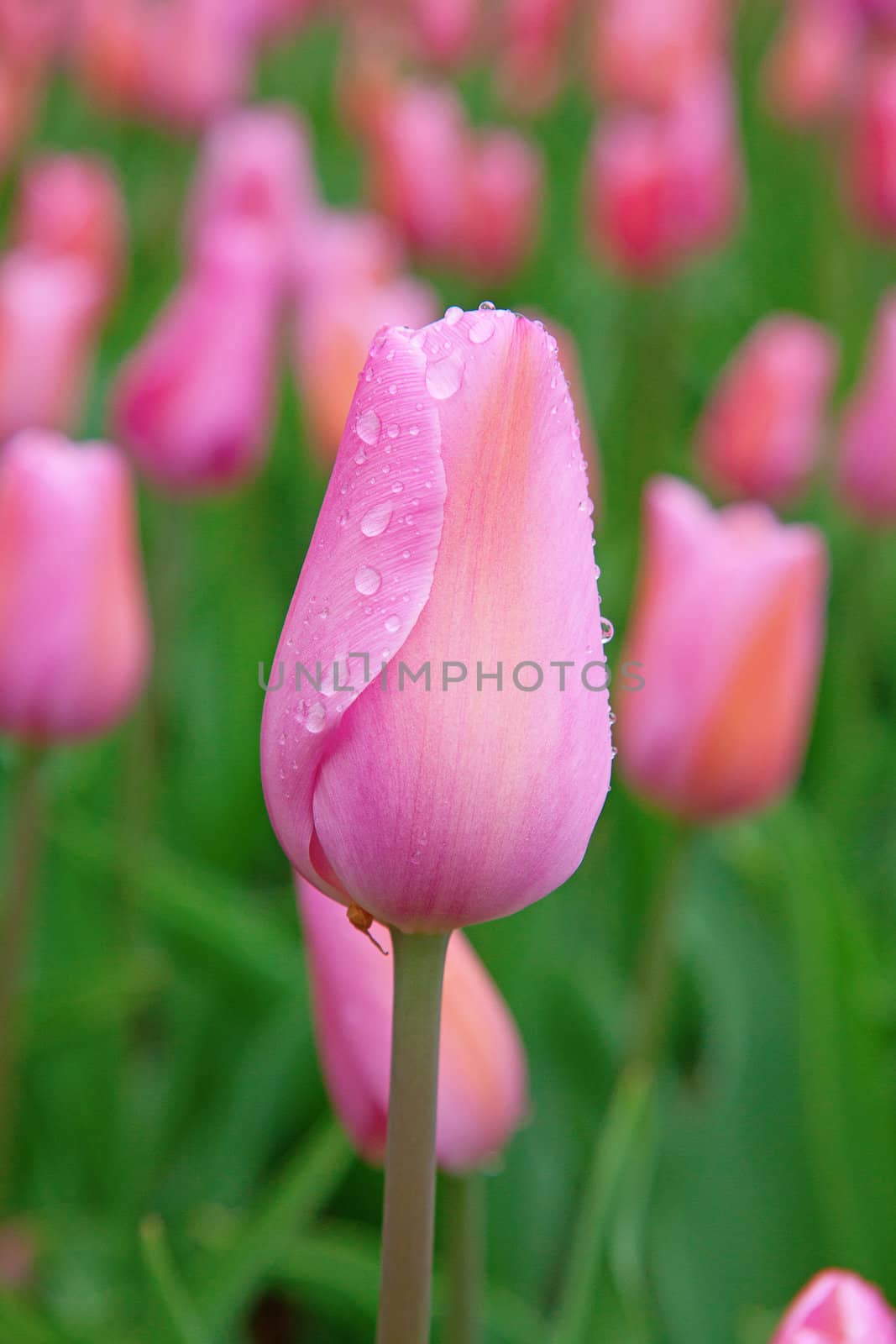 Fresh blooming tulips in the spring garden