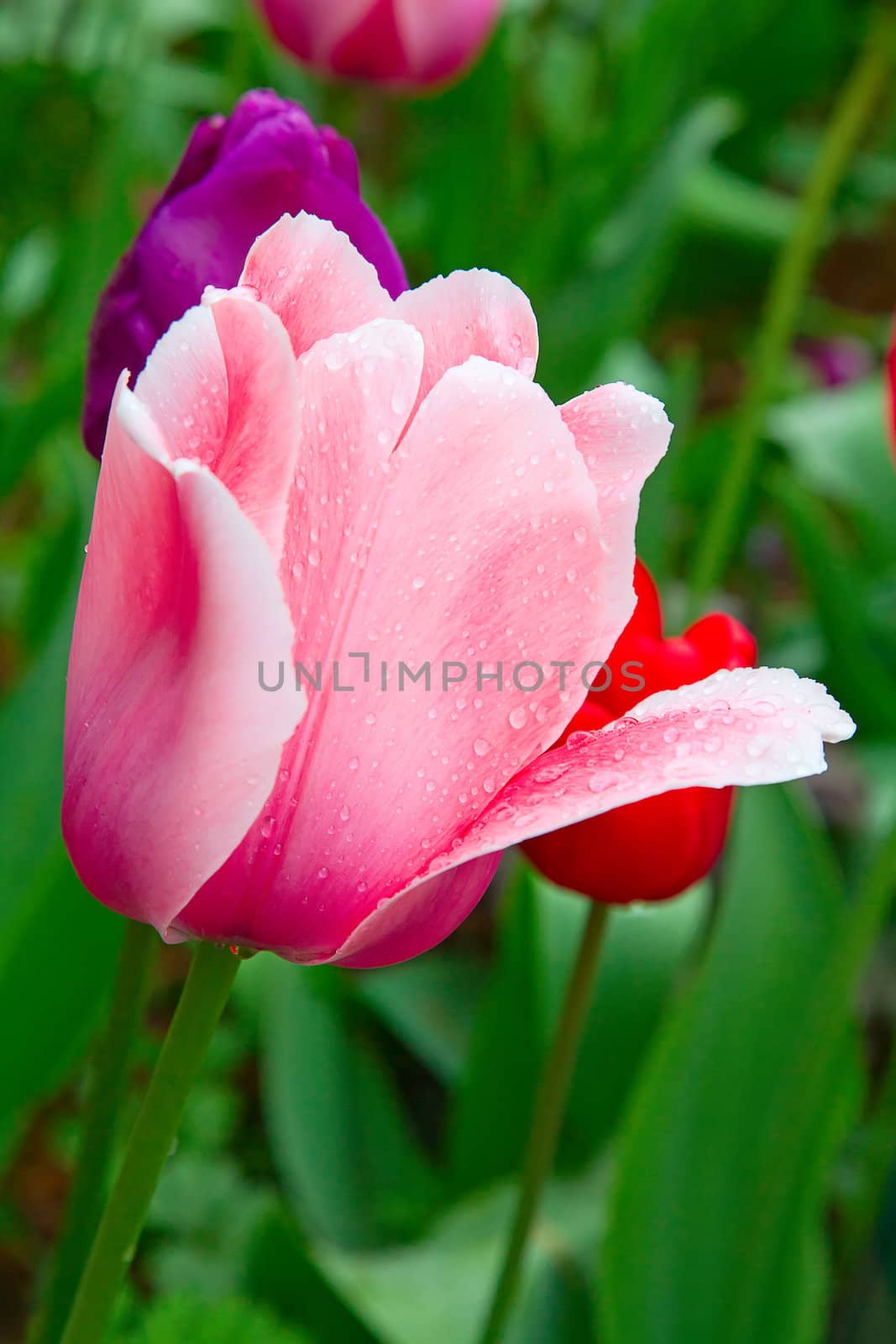 Tulips by swisshippo