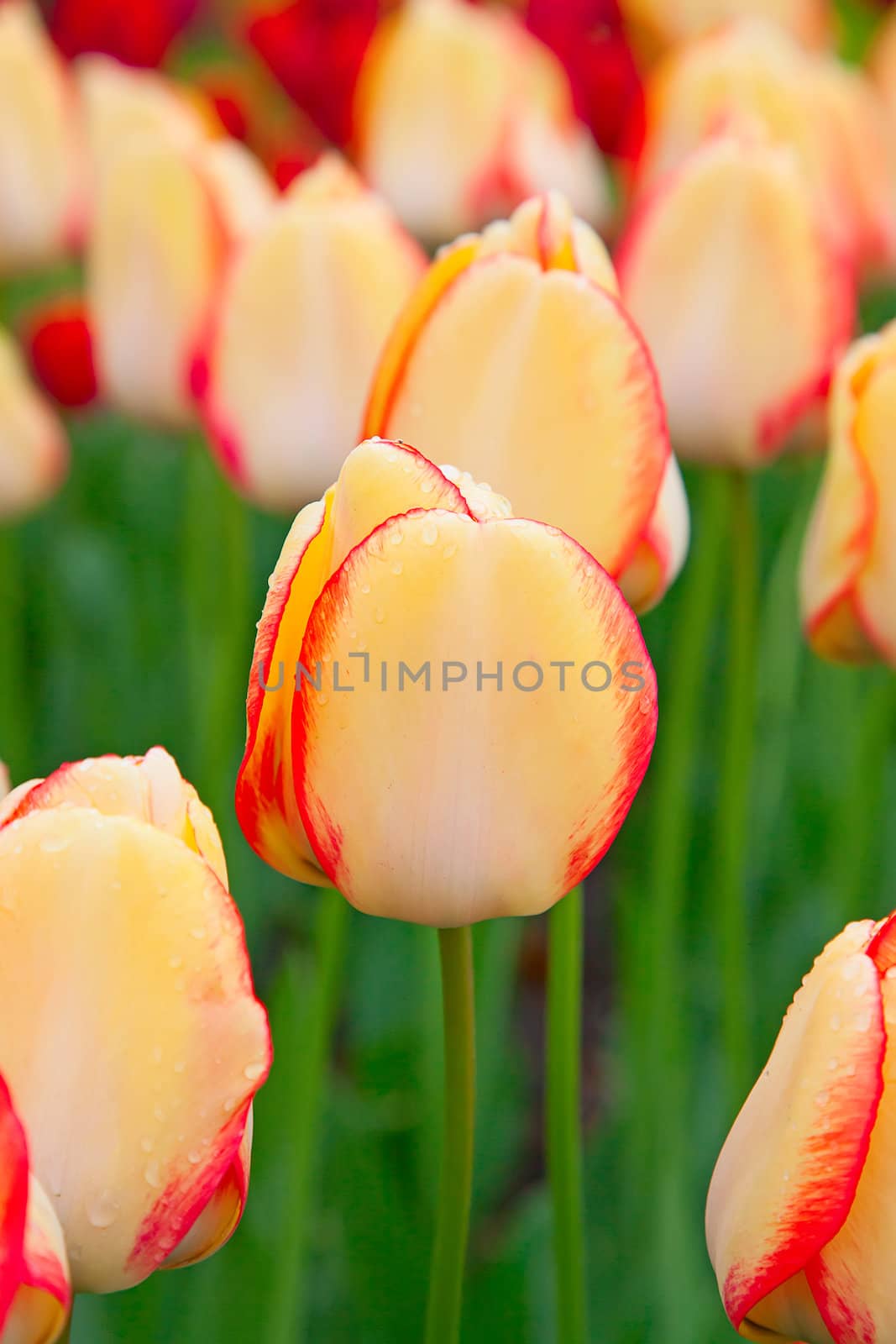 Fresh blooming tulips in the spring garden