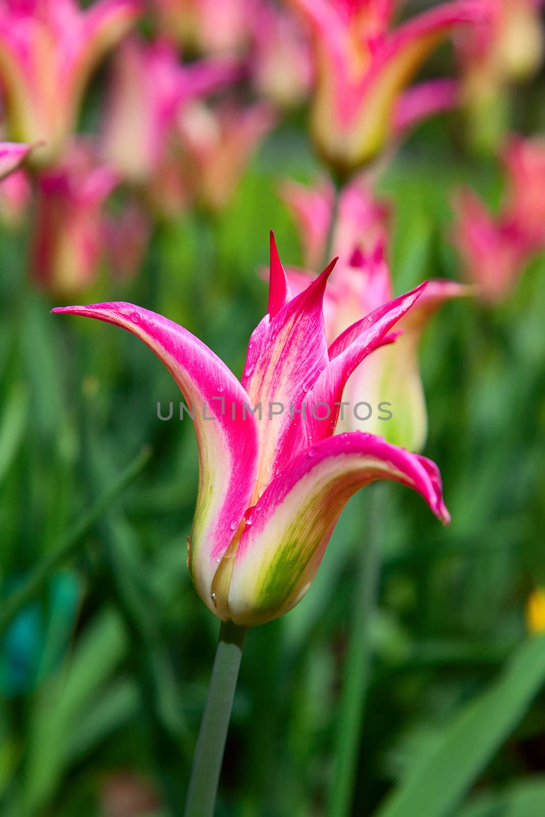 Fresh blooming tulips in the spring garden