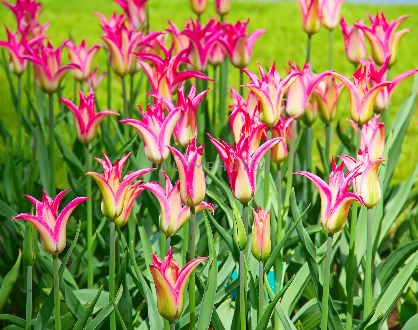 Fresh blooming tulips in the spring garden