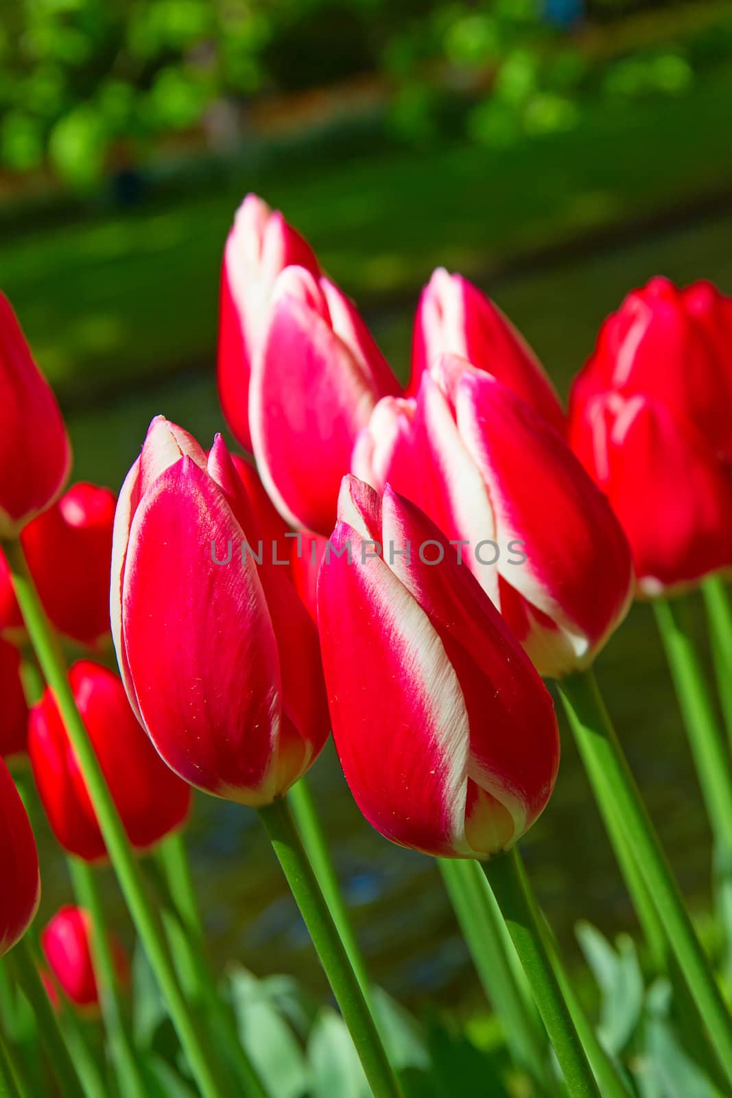 Fresh blooming tulips in the spring garden