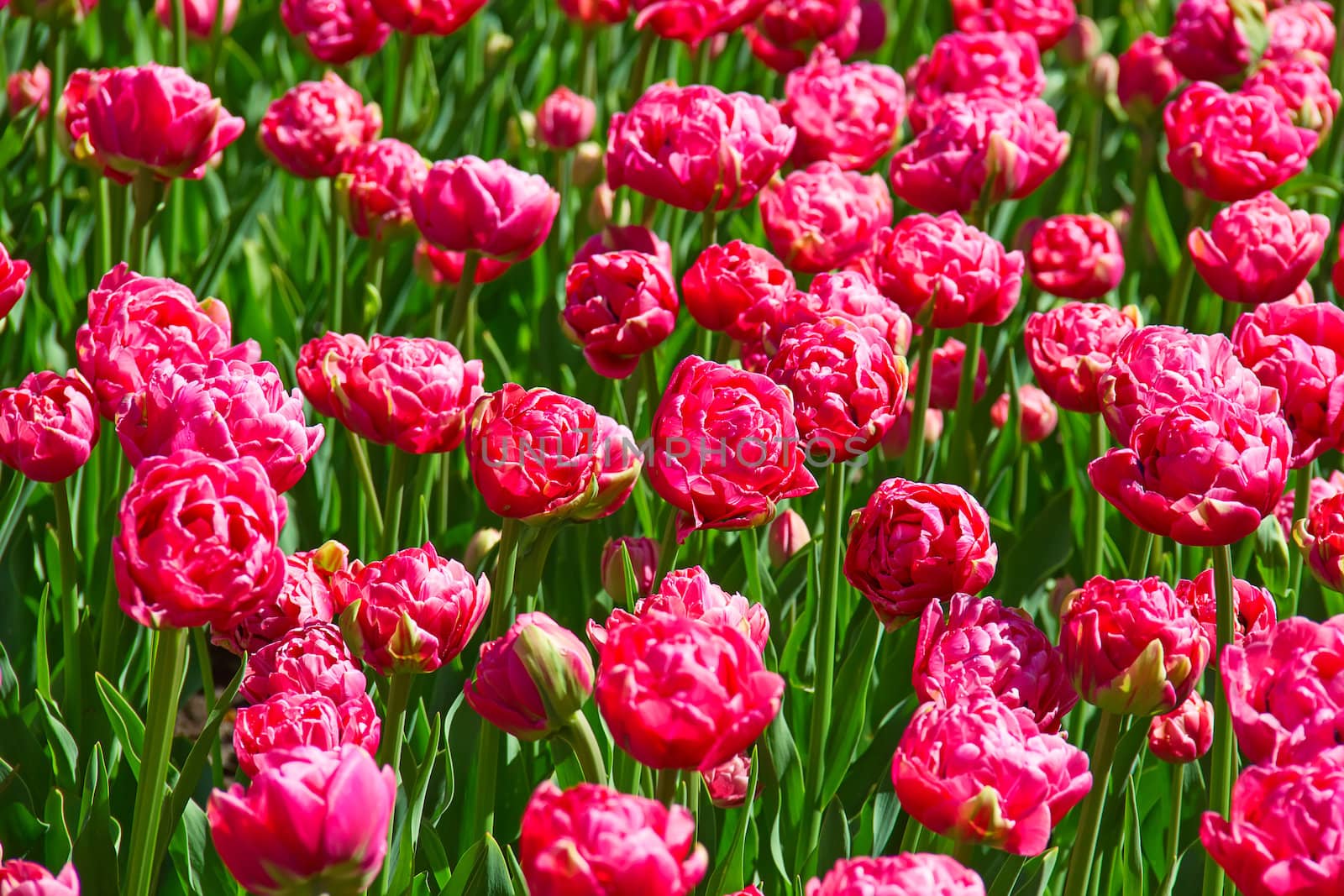 Fresh blooming tulips in the spring garden