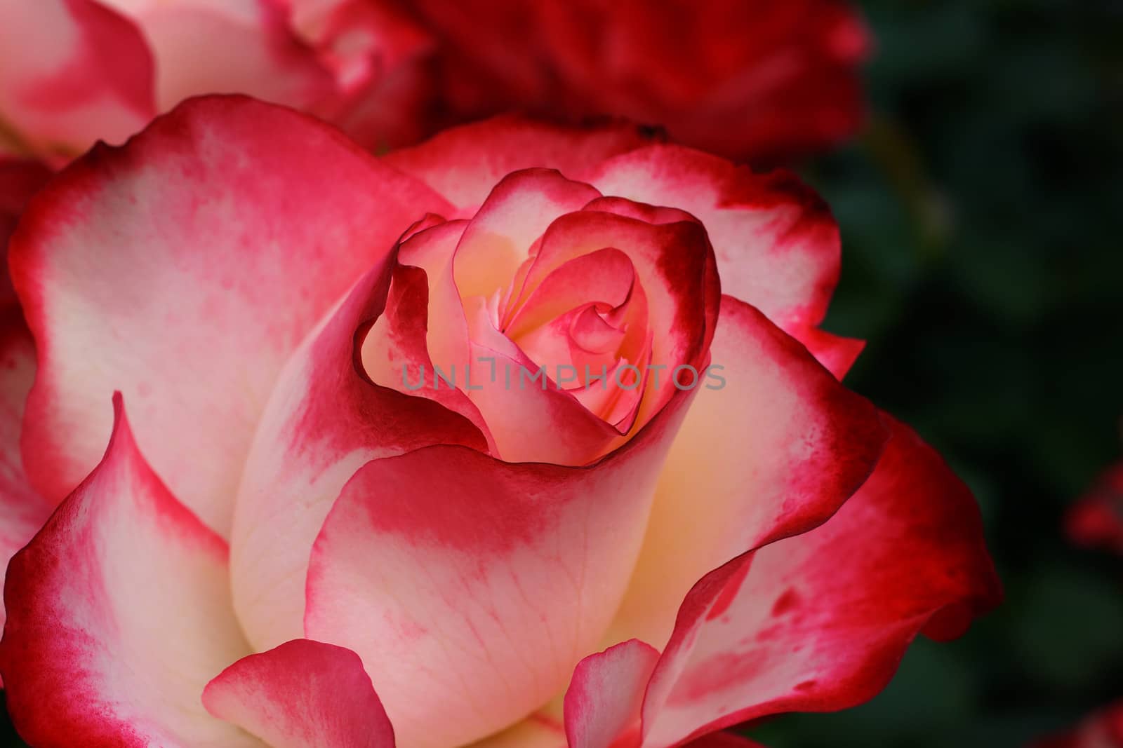 Macro close up of a Crimson White Rose