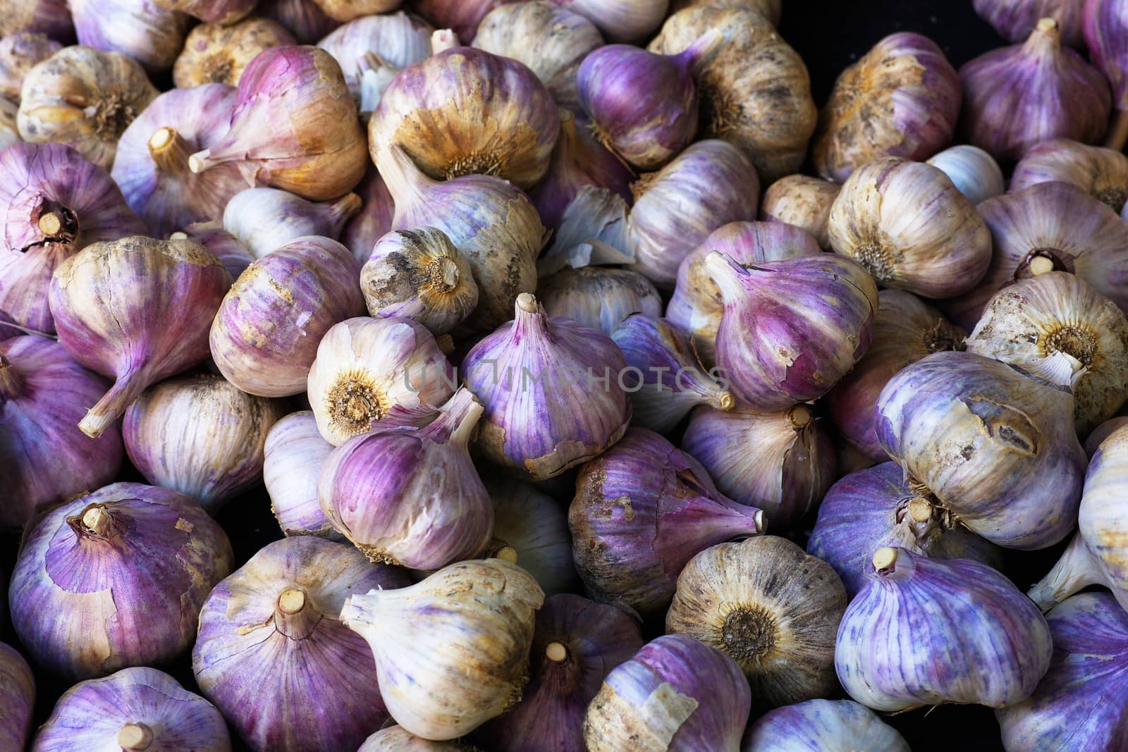 Pile of Purple Italian Garlic at the farmers market

