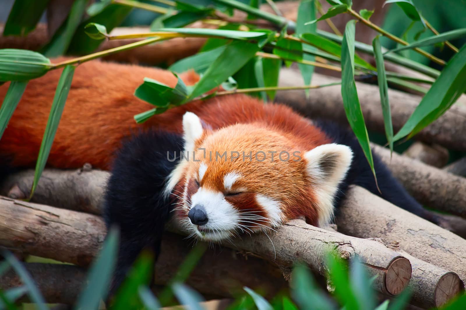 Red panda (firefox) sleeping on the tree