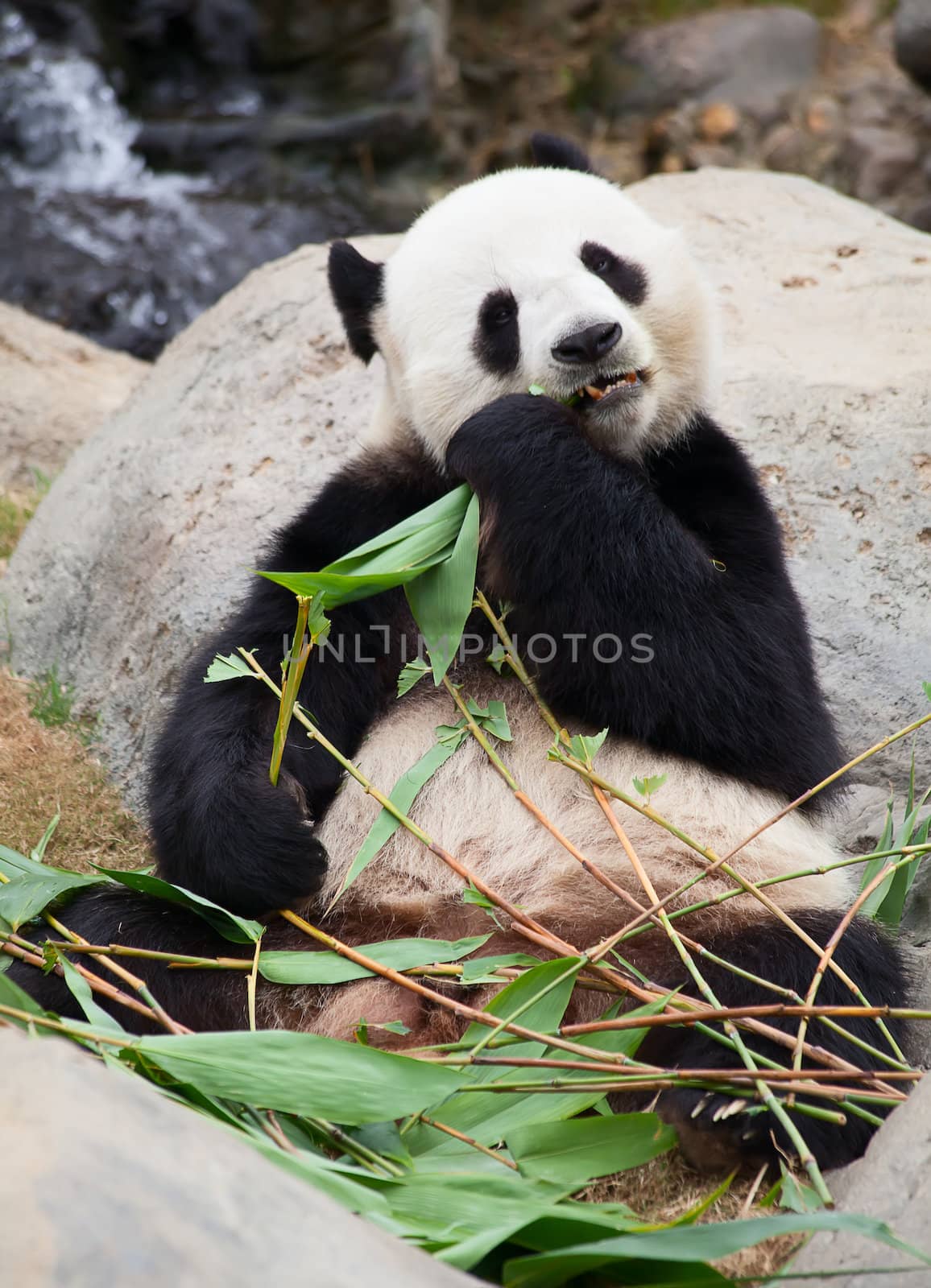 Panda bear by swisshippo