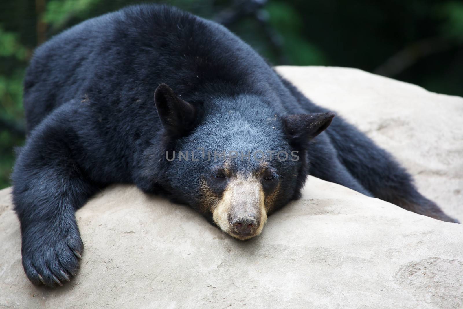 Sleeping Black Bear stretched out on a rock