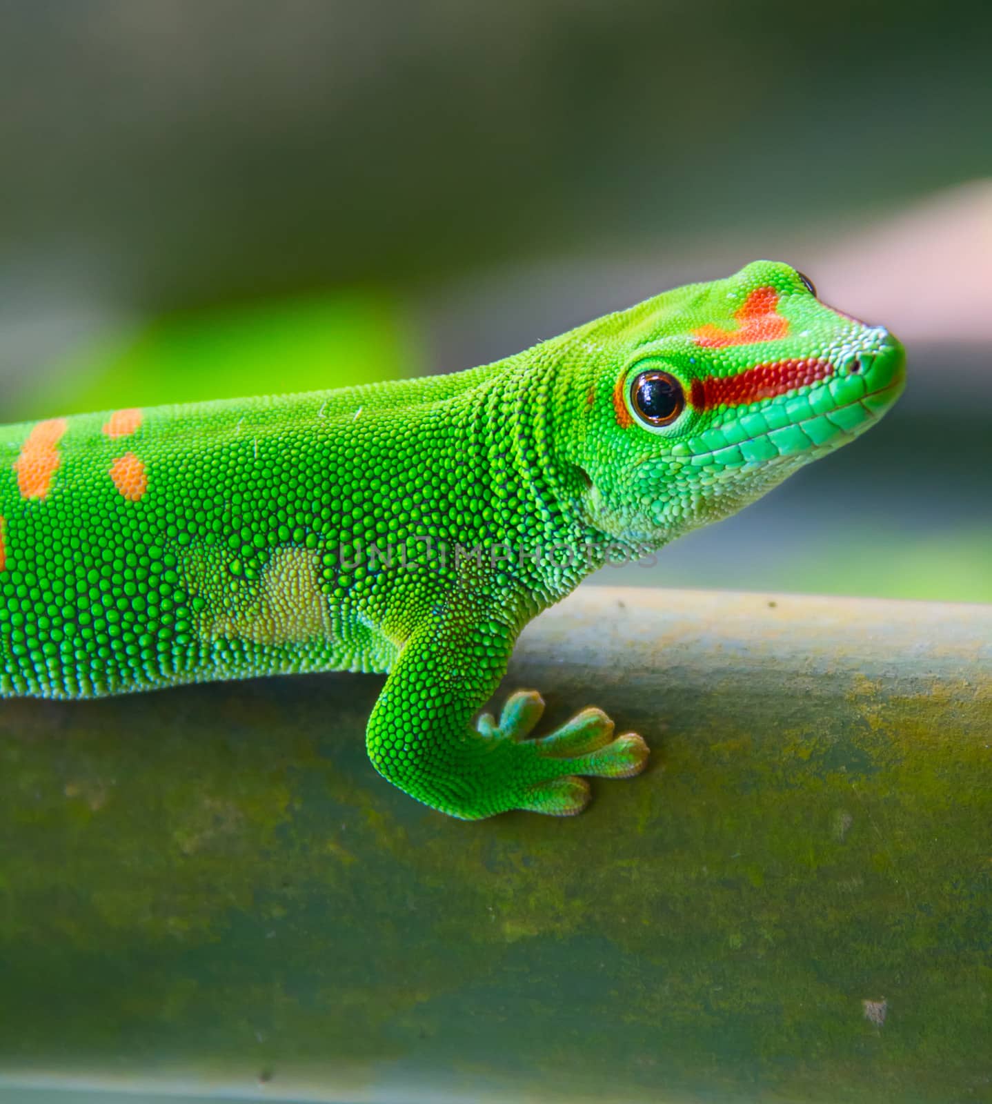 Green gecko on the tree (Zurich zoo)