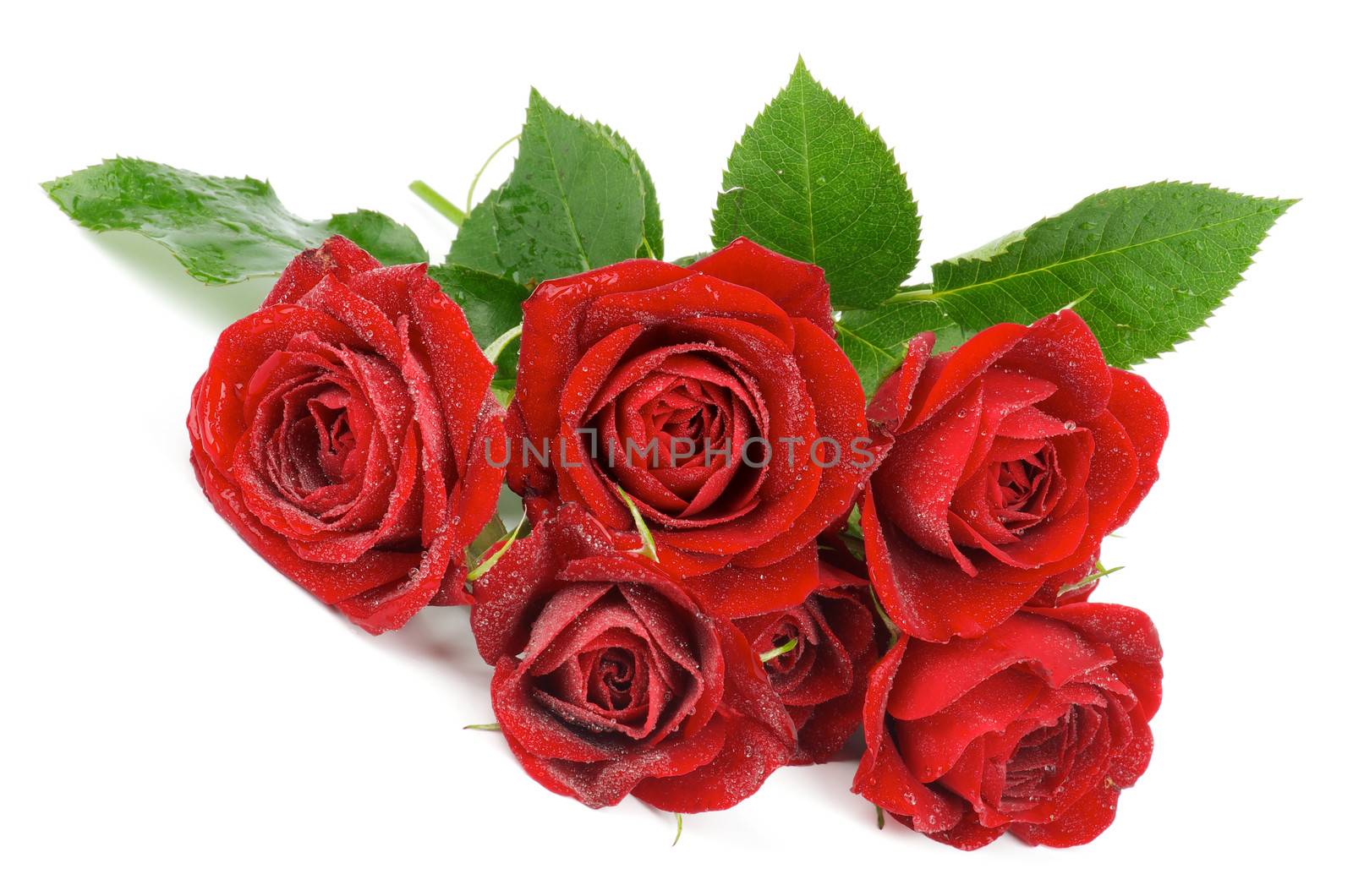 Bunch of Beauty Perfect Red Roses with Water Droplets and Leafs isolated on white background