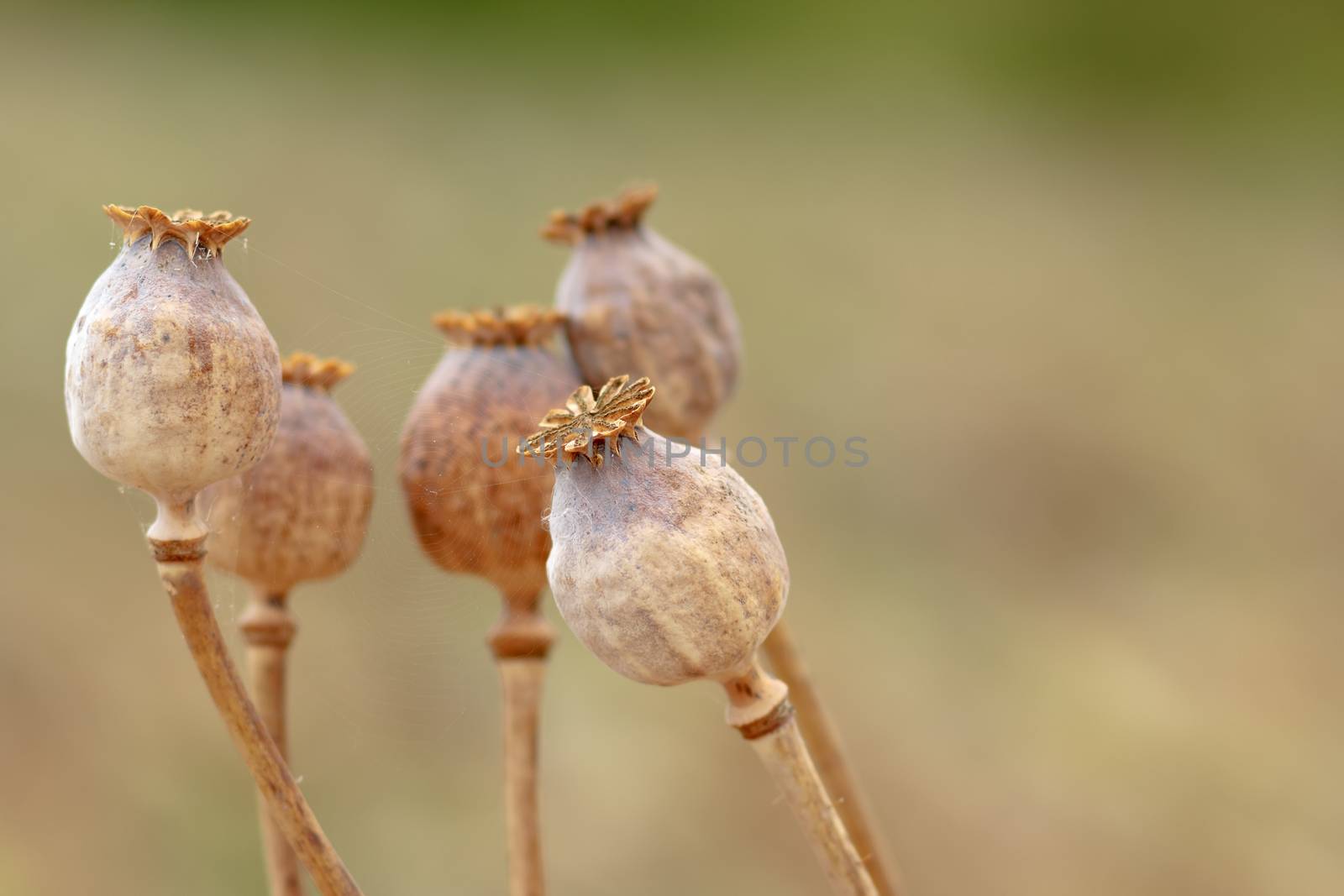 Detail of dry tree poppyheads on the field with shallow focus