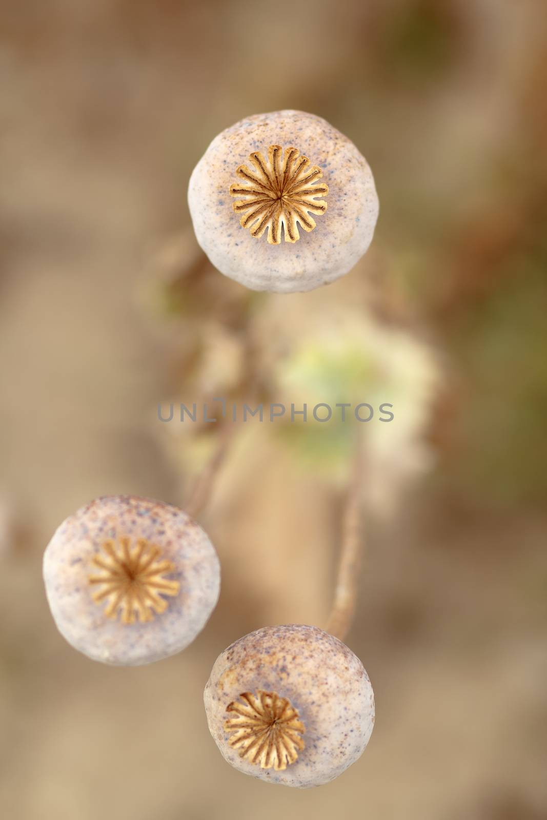 Detail of dry tree poppyheads on the field with shallow focus