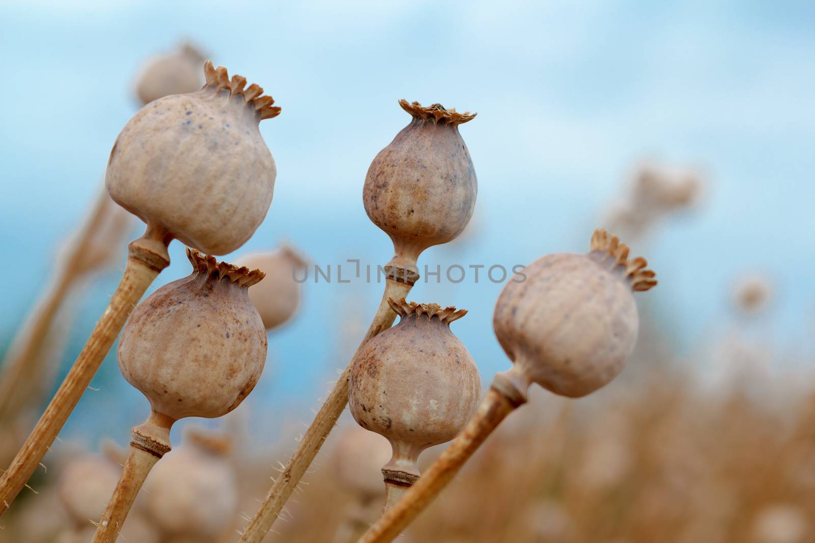 Detail of dry tree poppyheads on the field with shallow focus against blue sky