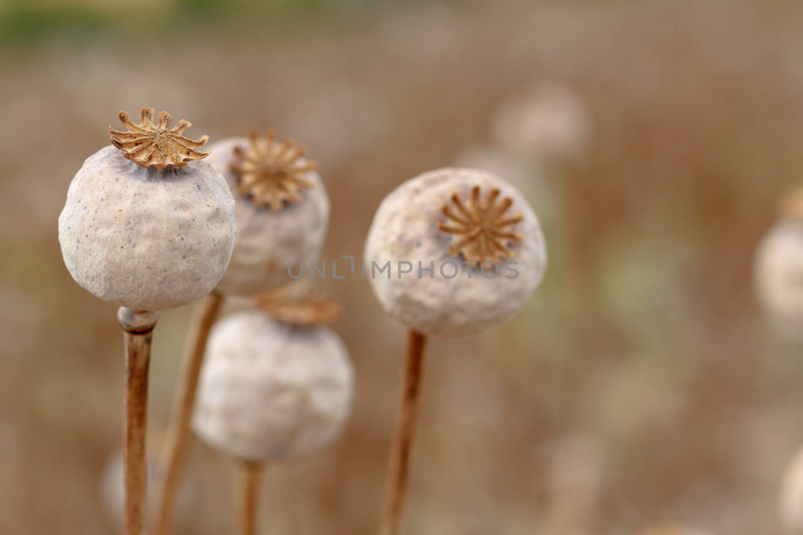Detail of dry tree poppyheads on the field with shallow focus