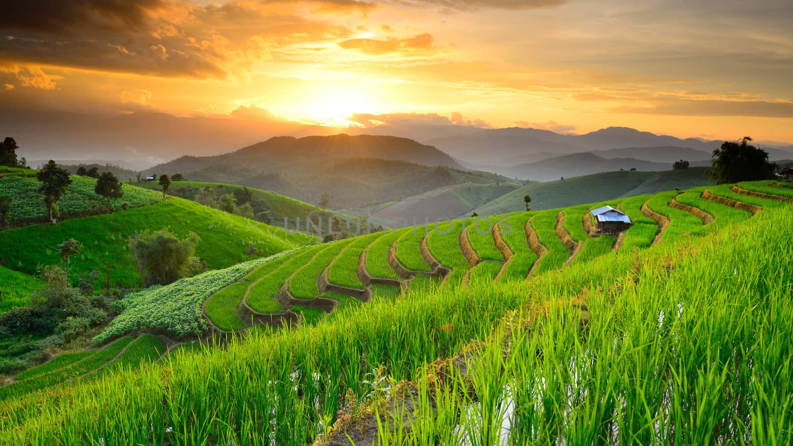 landscape of Rice Terraces with sunset backdrop at Ban Papongpieng Chiangmai Thailand