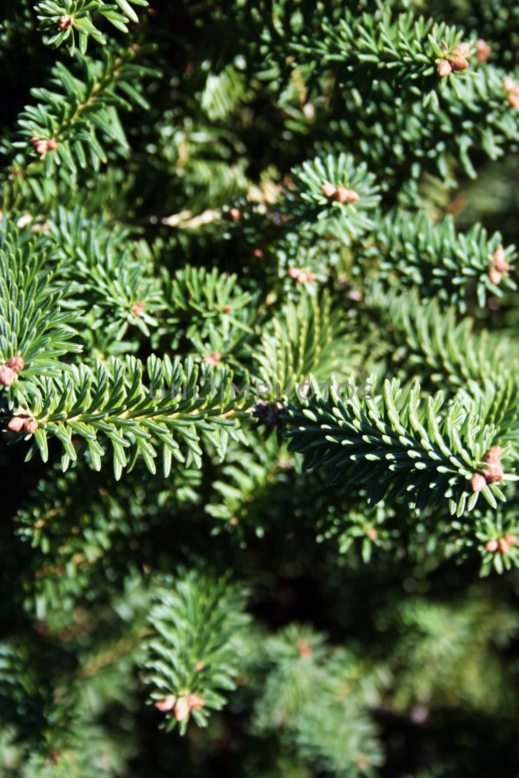 Pine tree production in the nursery