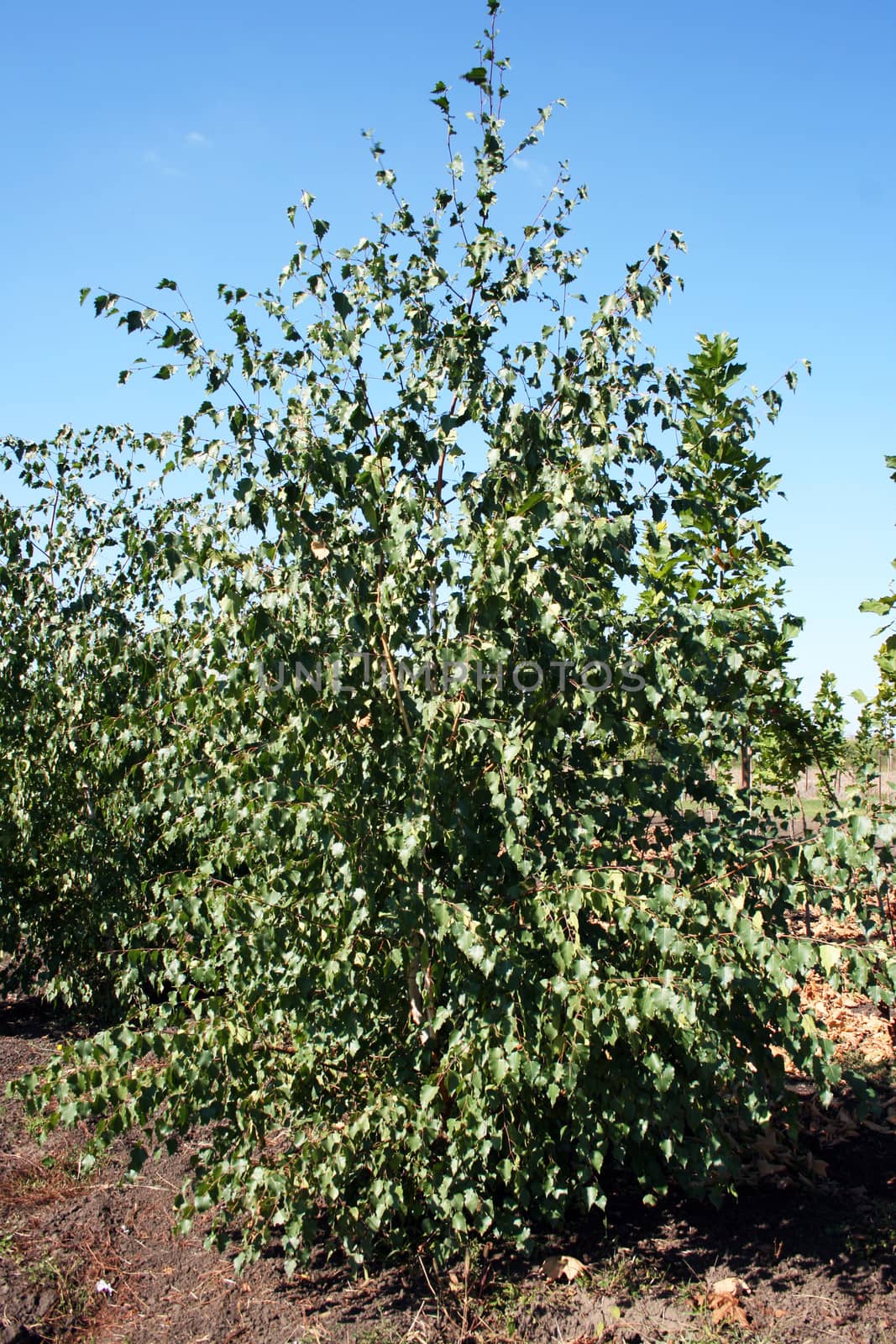 Birch tree production in the nursery