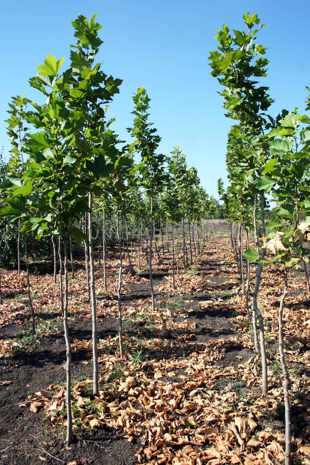 Planetree Production in the nursery