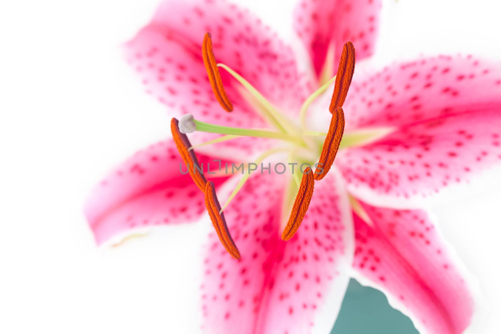 beautiful lily in a vase isolated on white