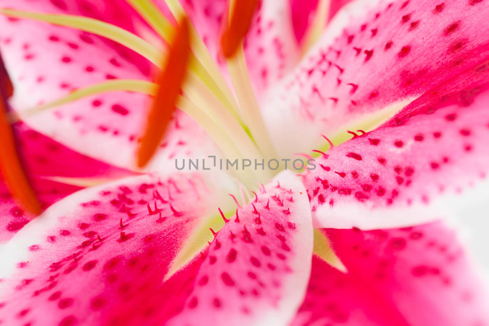 Beautiful lily close-up view
