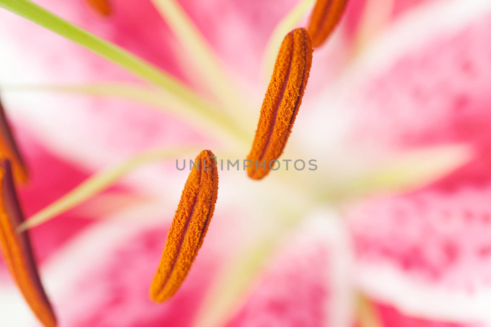 Beautiful lily close-up view by jannyjus