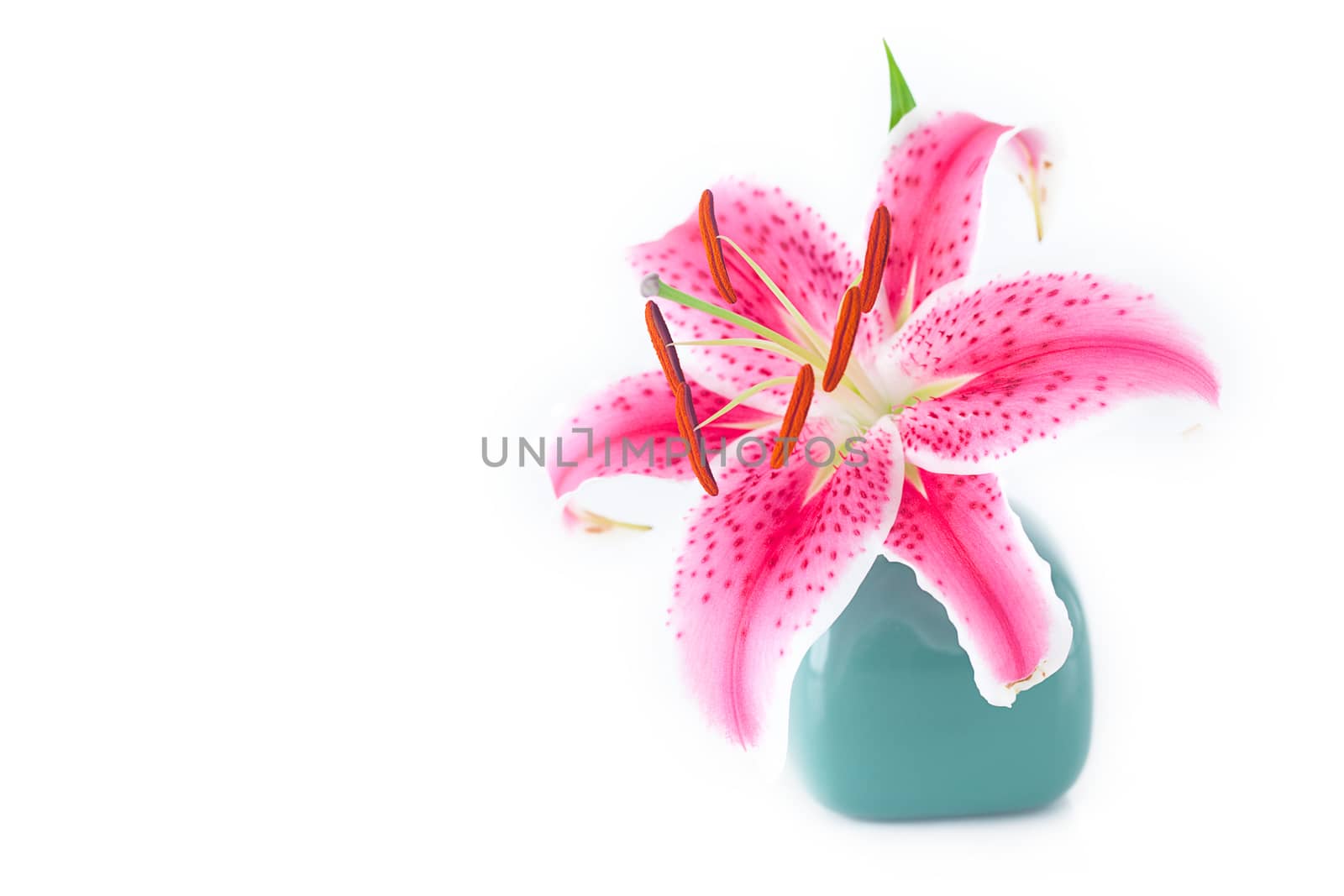 beautiful lily in a vase isolated on white by jannyjus