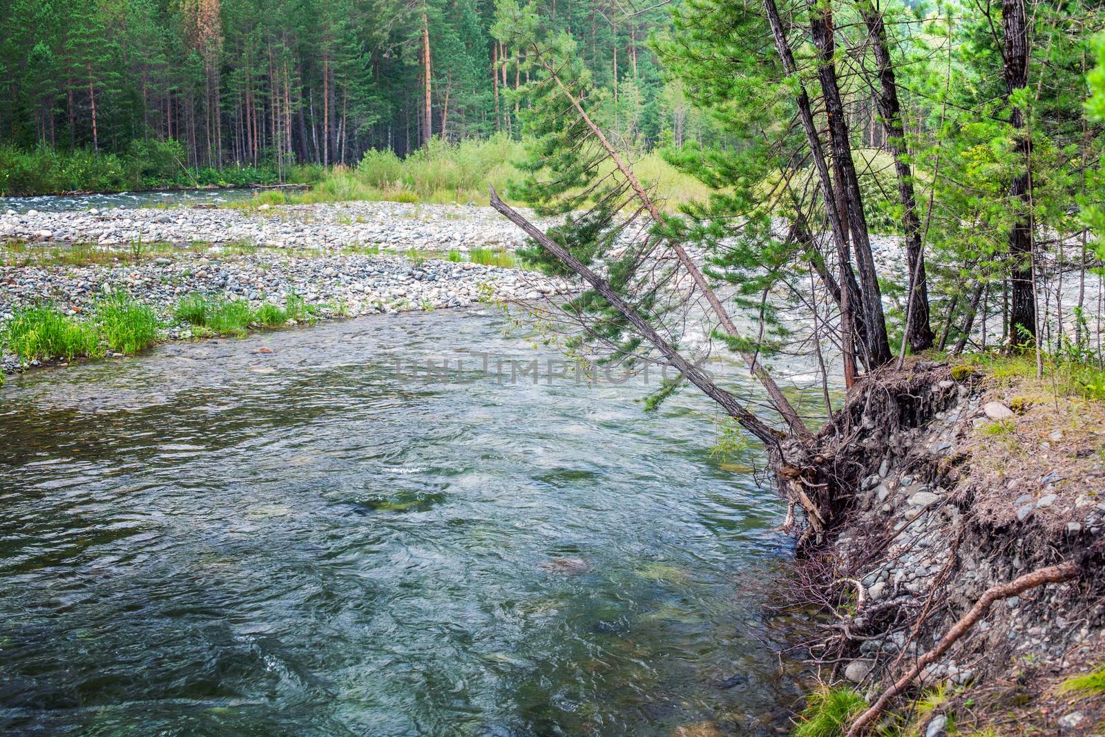 landscape with river and trees